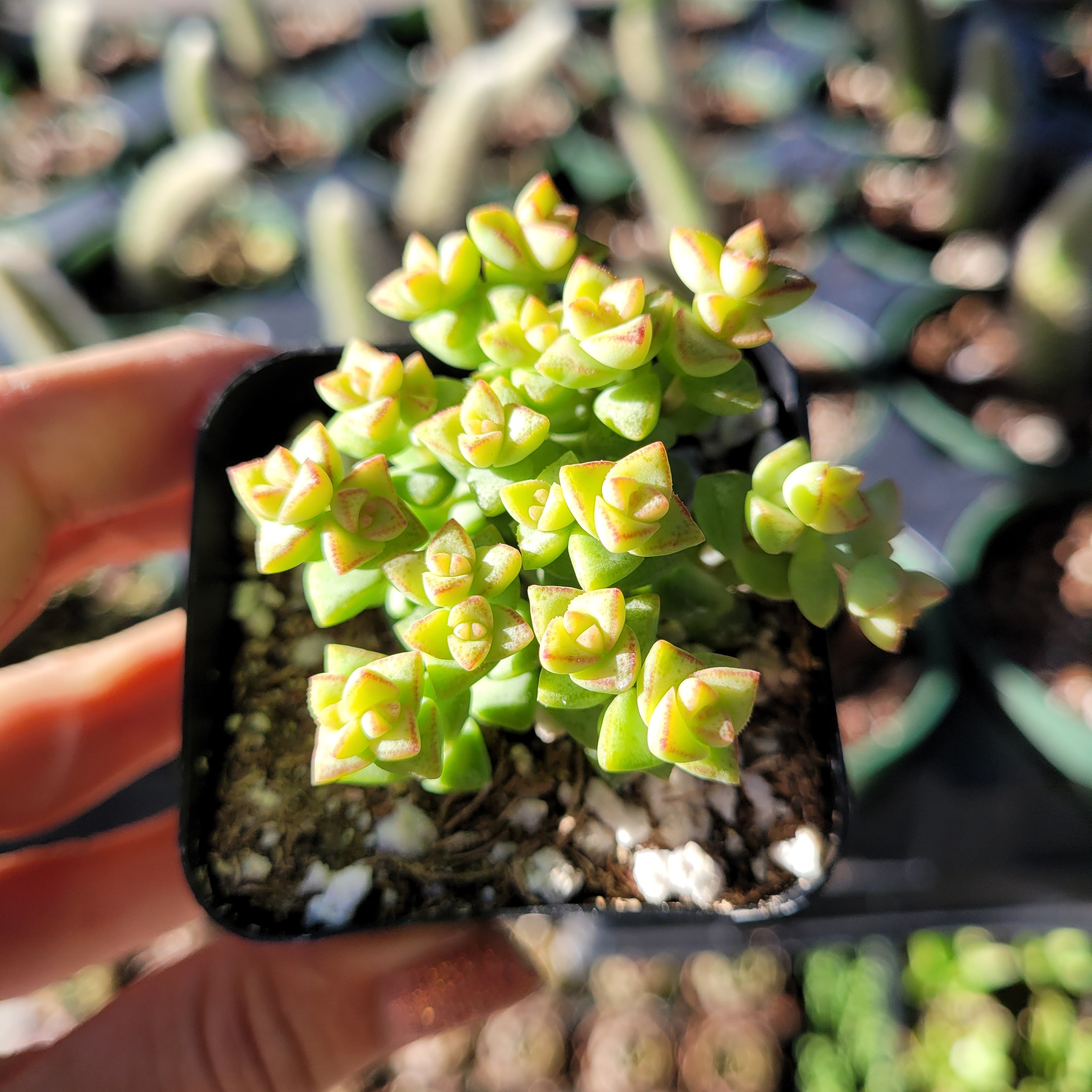 tom's thumb succulent Crassula rupestris ssp. commutata 'Tom Thumb' 2 Inch
