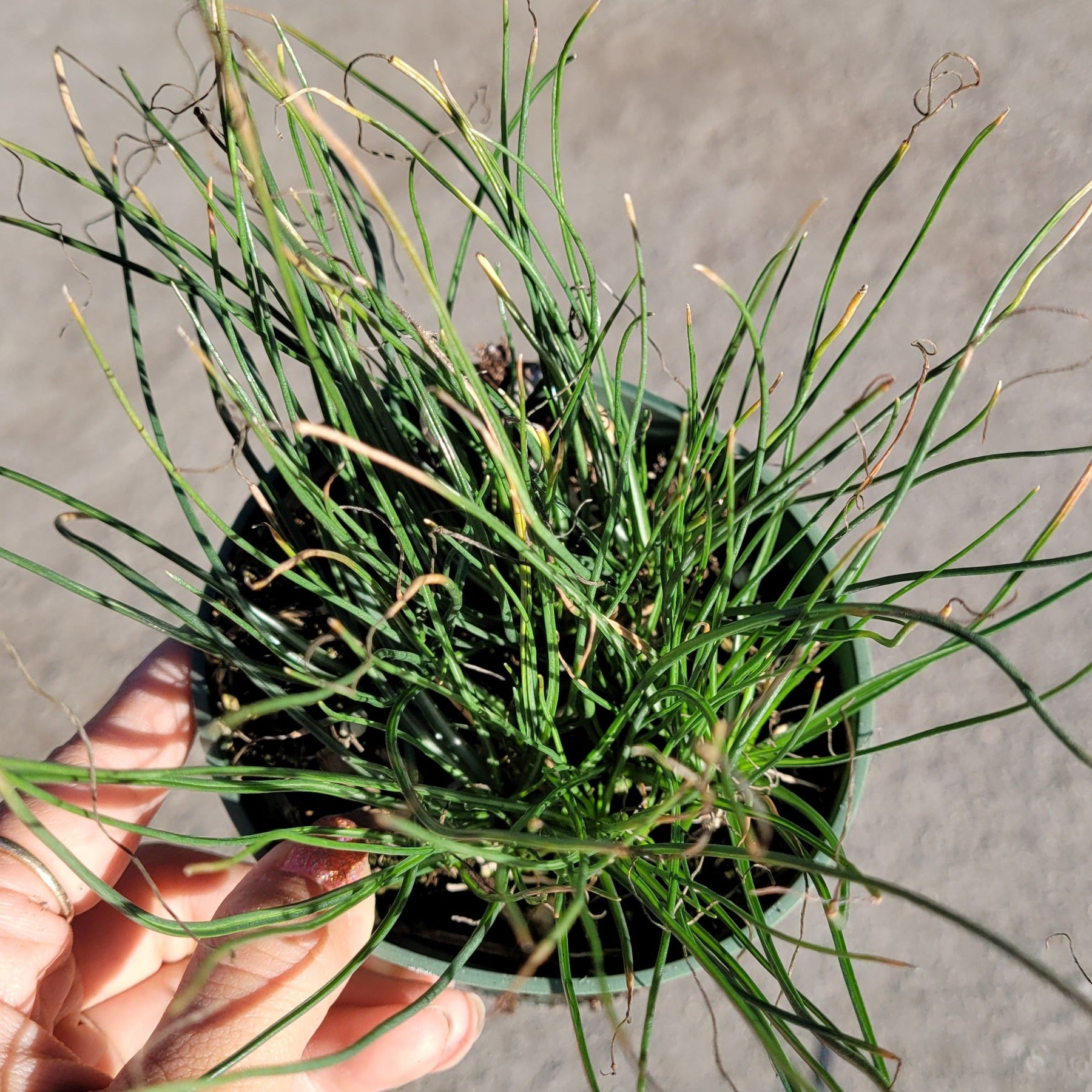 Albuca polyphylla 'Augrabies Hills' - Succulents Depot