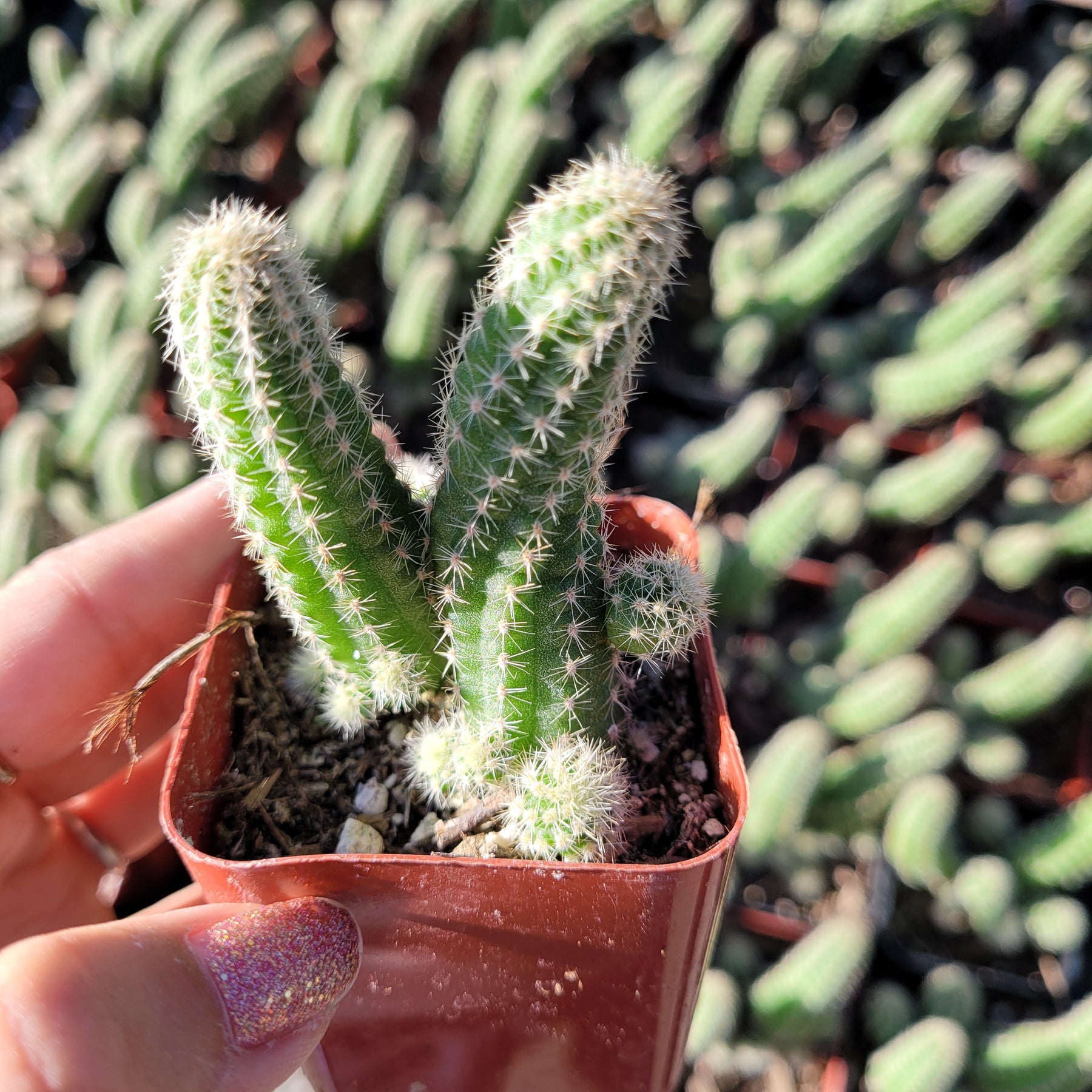 Echinopsis chamaecereus Peanut Cactus - Succulents Depot