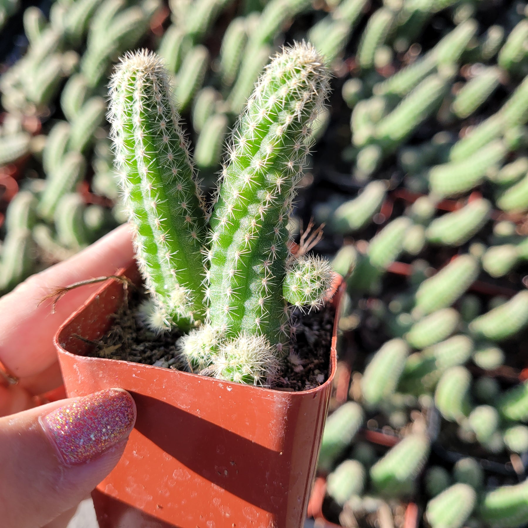 Echinopsis chamaecereus Peanut Cactus - Succulents Depot