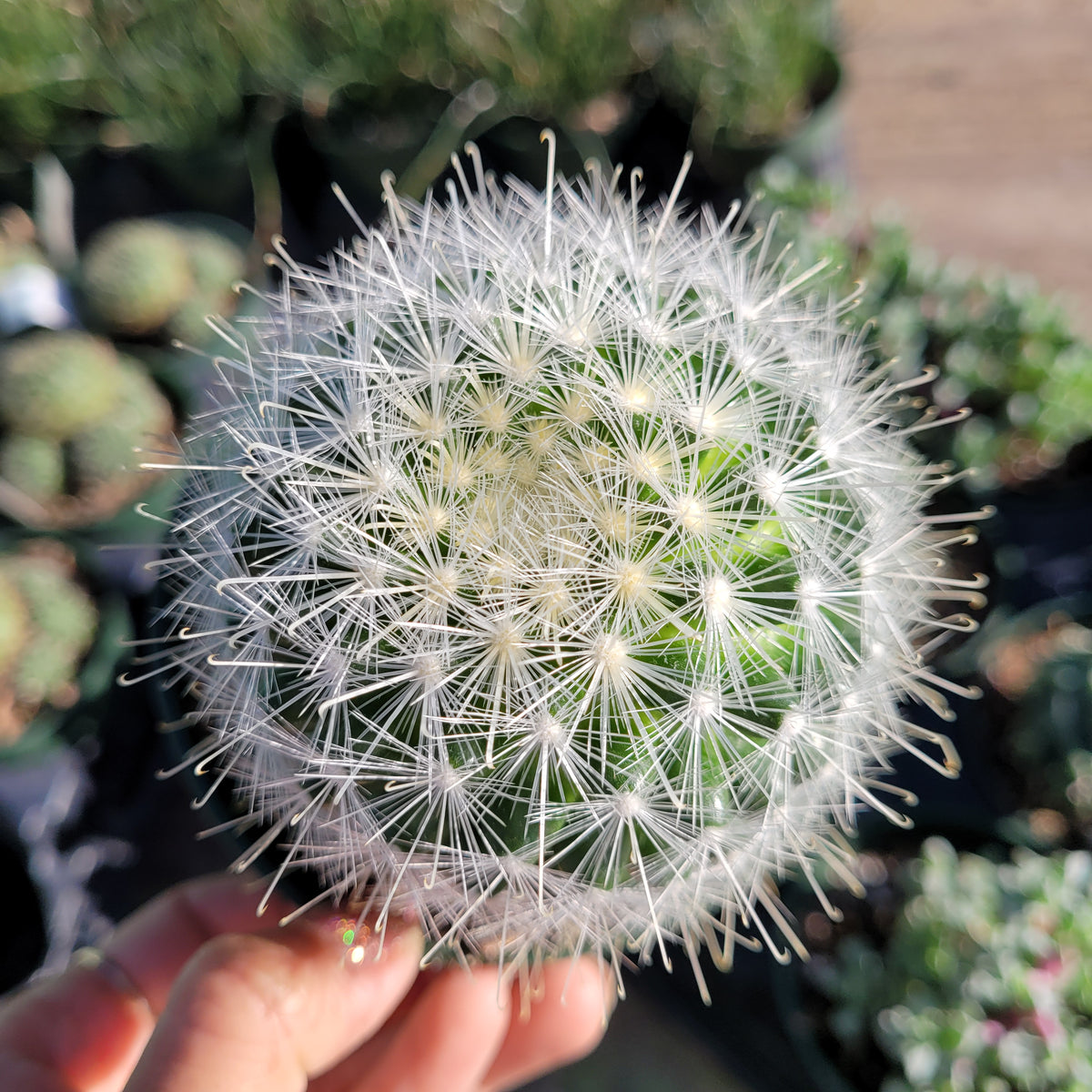 Mammillaria senilis cactus with white spines, top-down view.