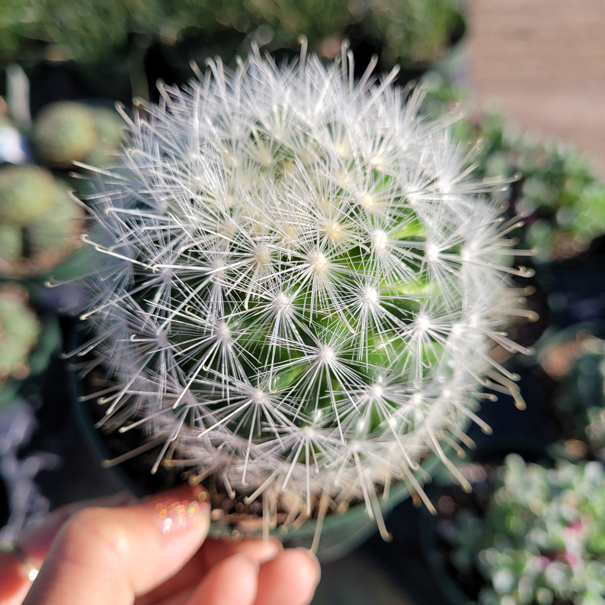 Mammillaria senilis cactus in a nursery pot, spiny snowball appearance.