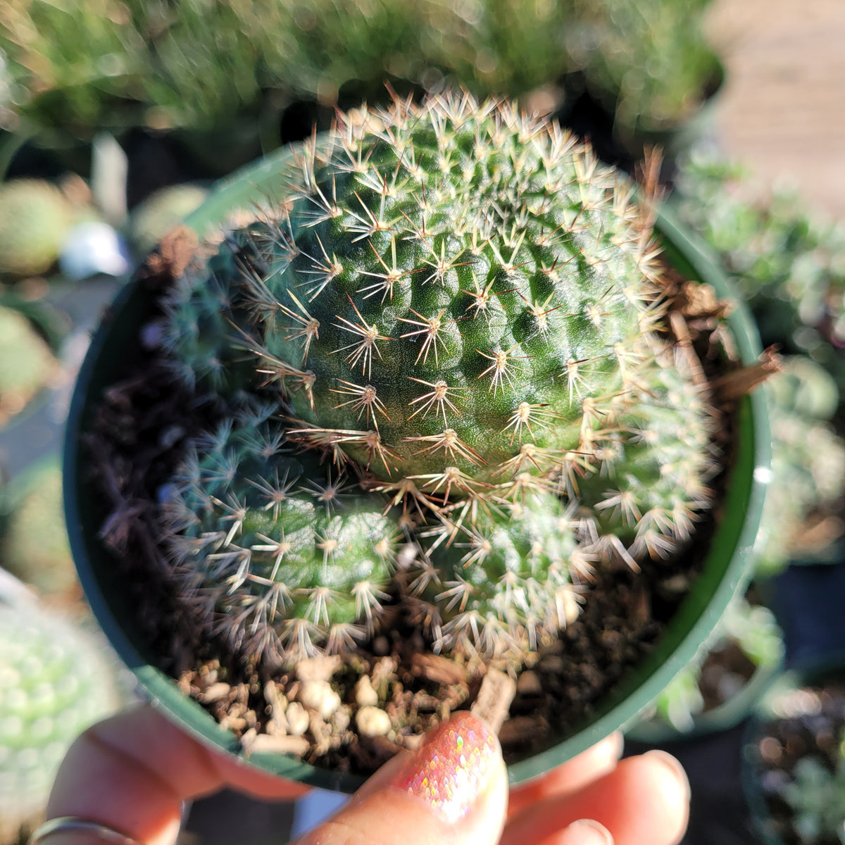 Rebutia vulpina in green pot with offsets.