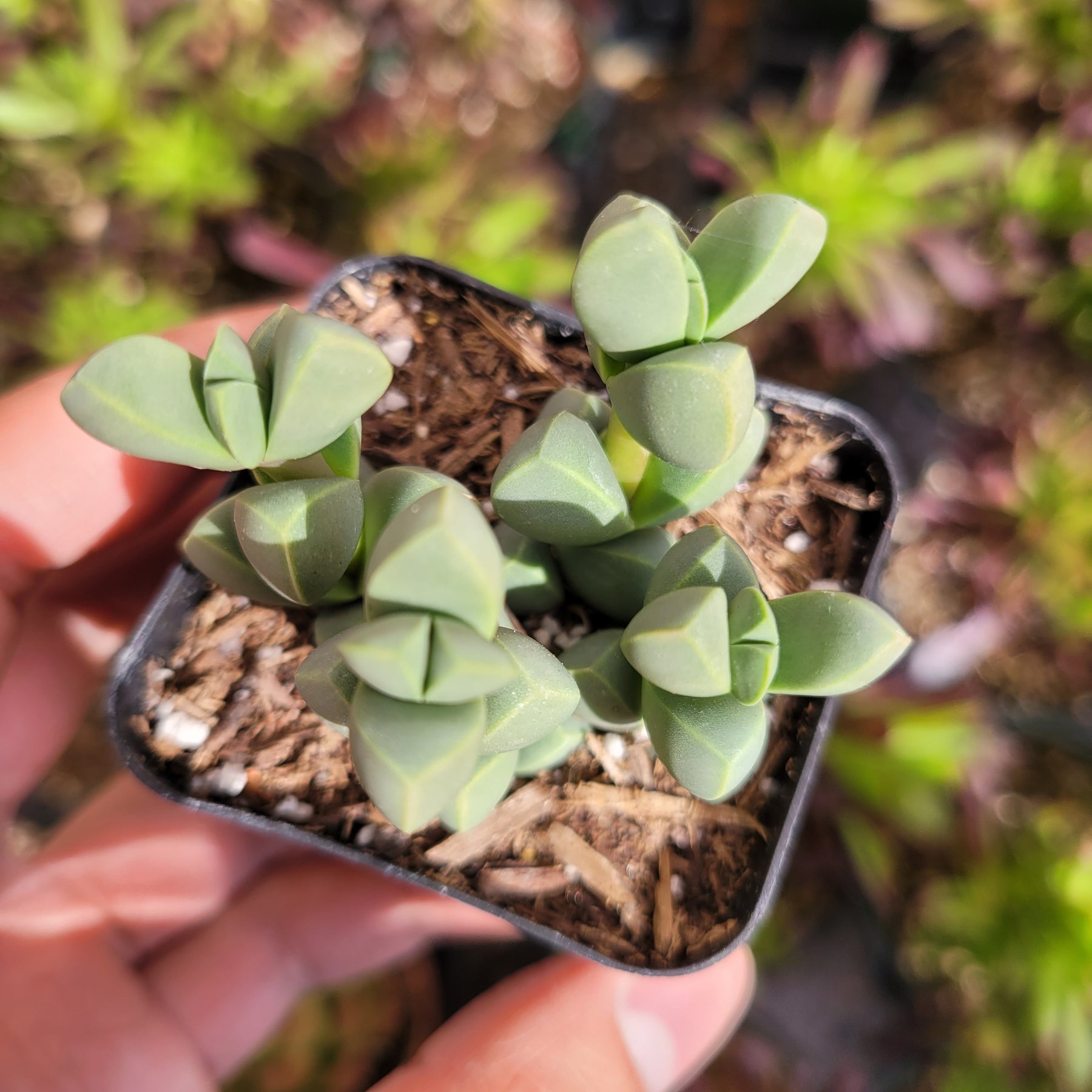 Corpuscularia lehmannii - Ice Plant