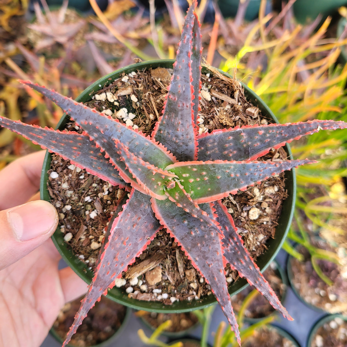 Aloe 'Christmas Carol' succulent with red-tinted, serrated leaves.