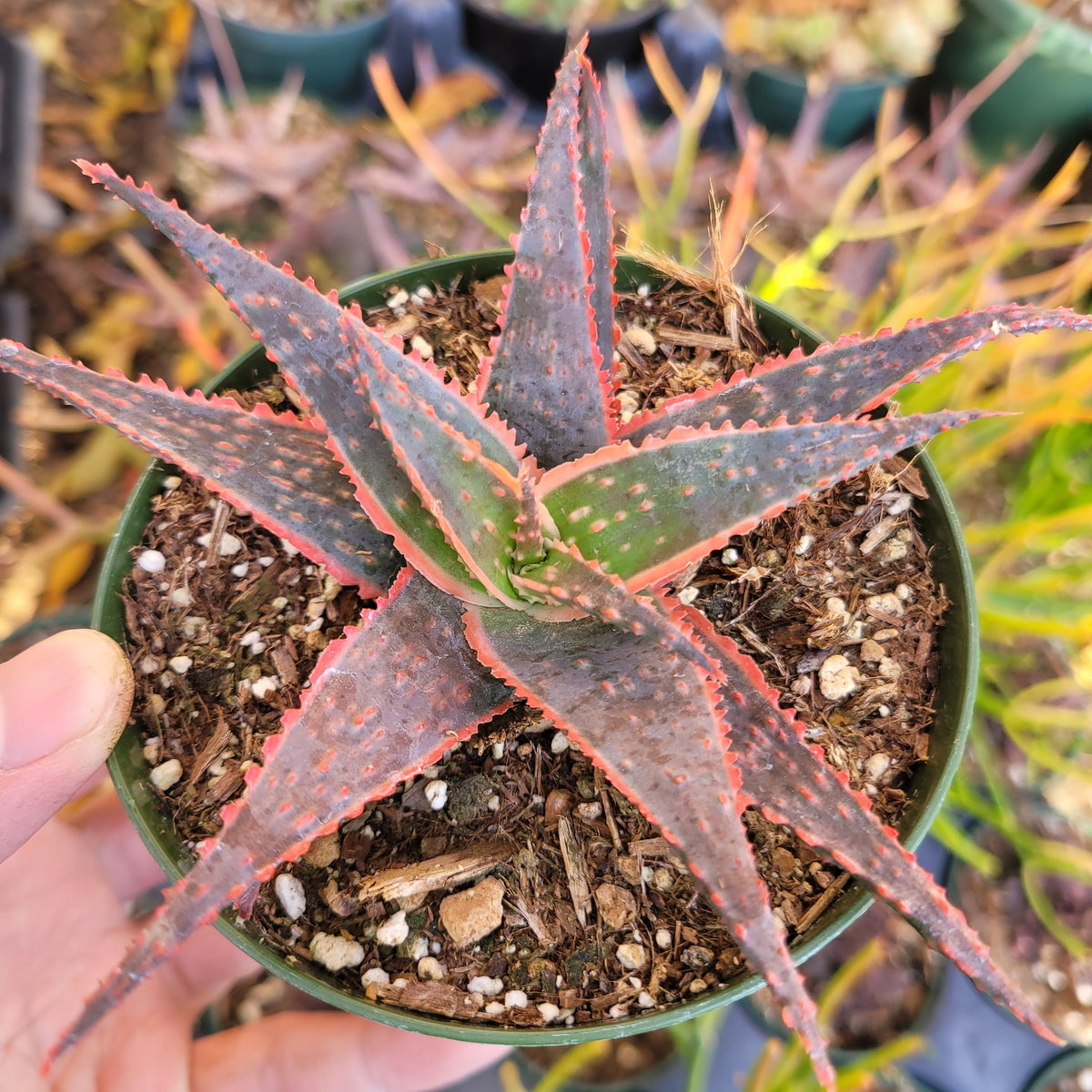 Aloe 'Christmas Carol' in gritty potting mix.