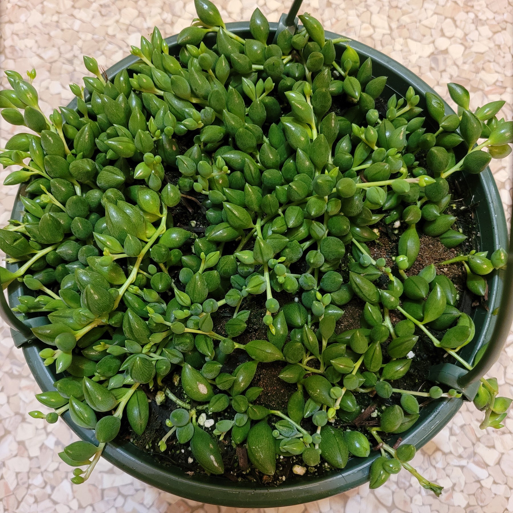 String of Raindrops Senecio Hybrid