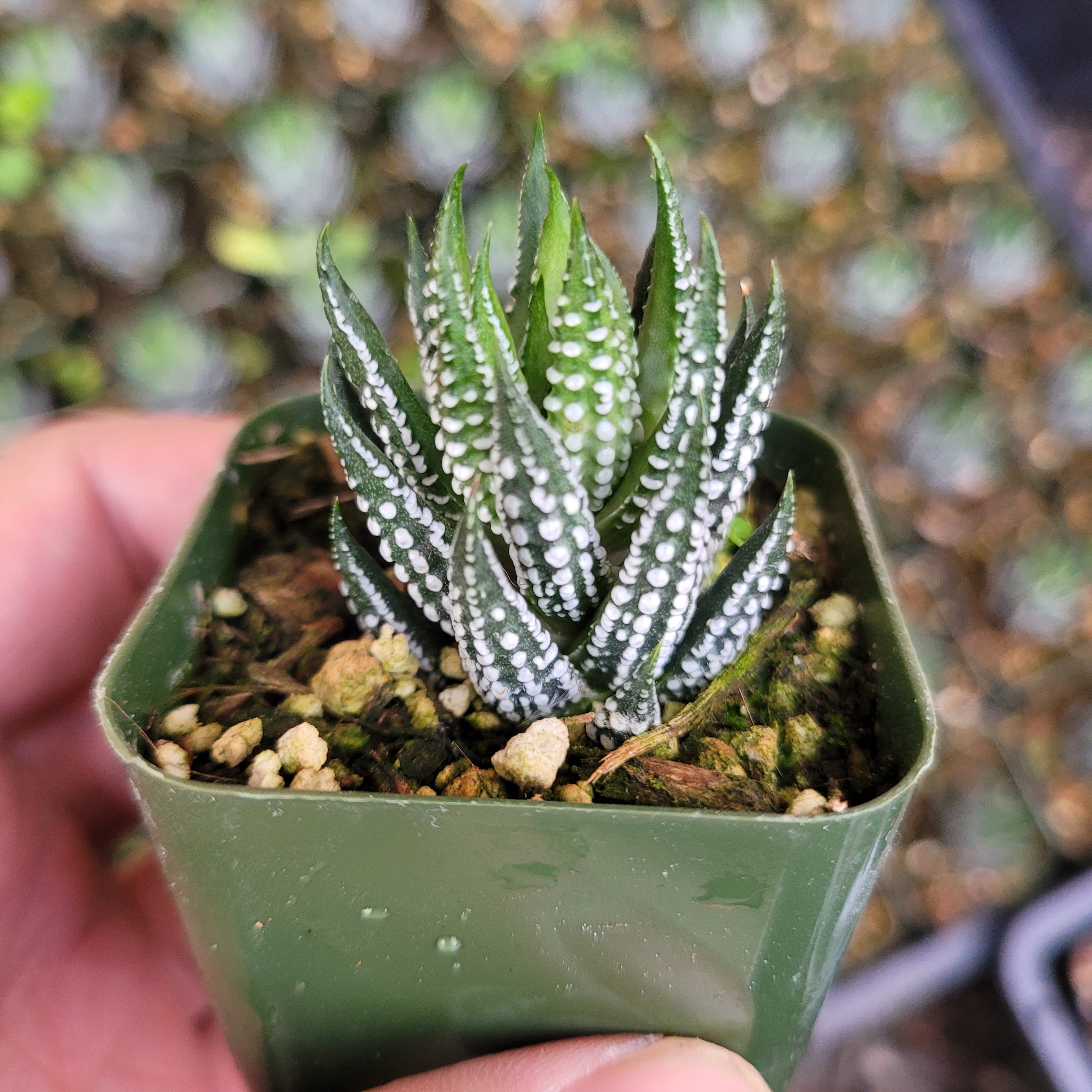 haworthia universe succulent Haworthia reinwardtii f. kaffirdriftensis -