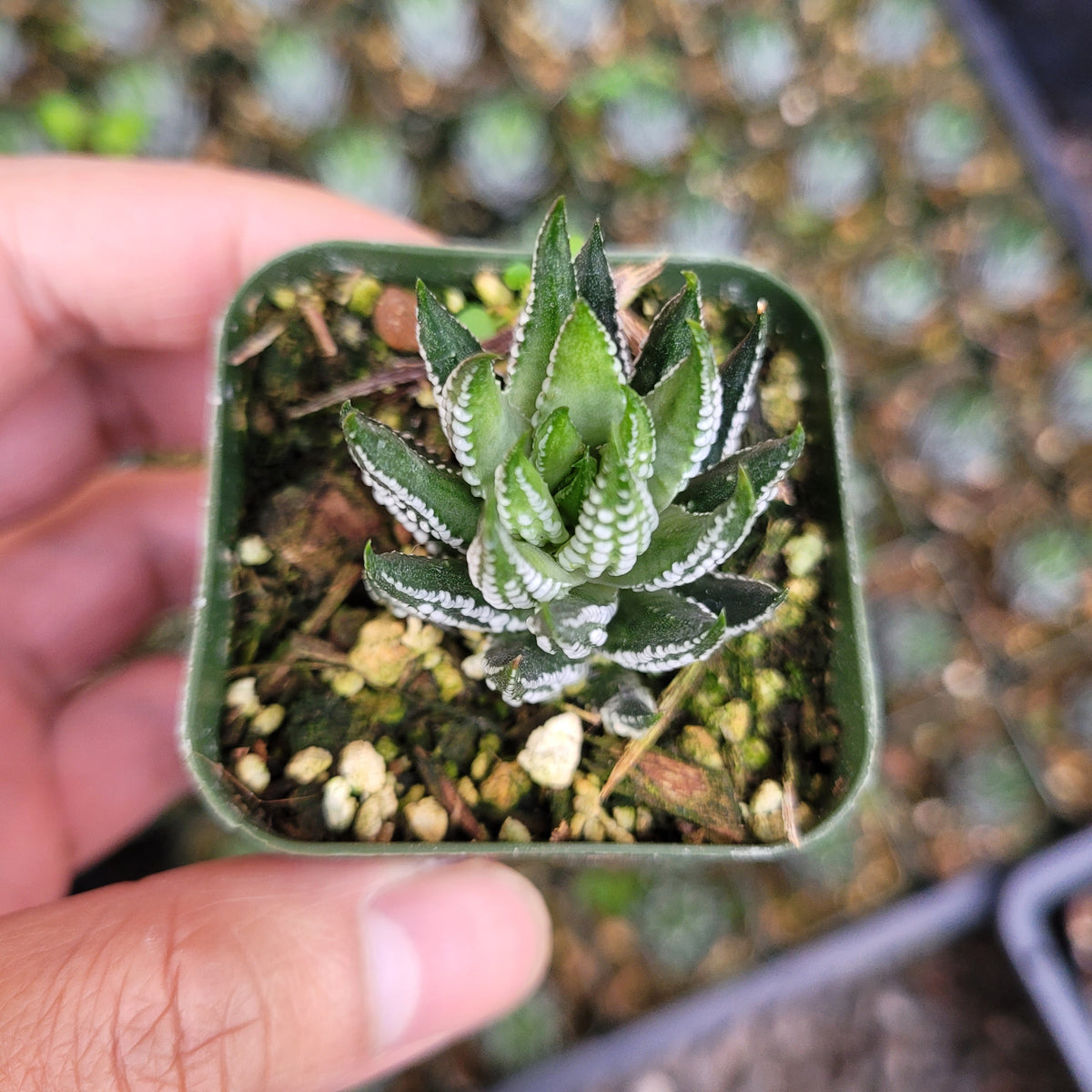 Haworthia reinwardtii f. kaffirdriftensis succulent in small pot.