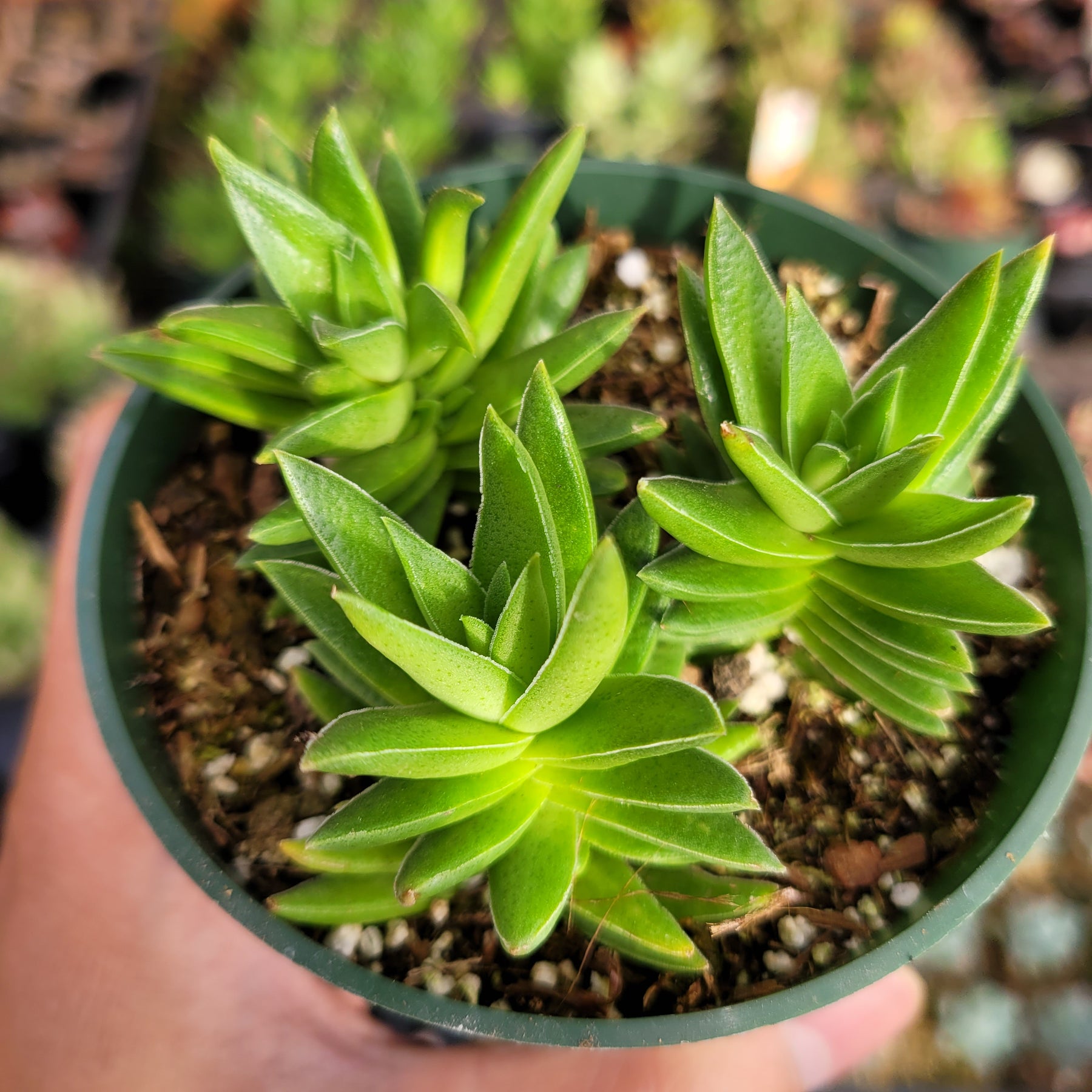 Crassula capitella 'Campfire'