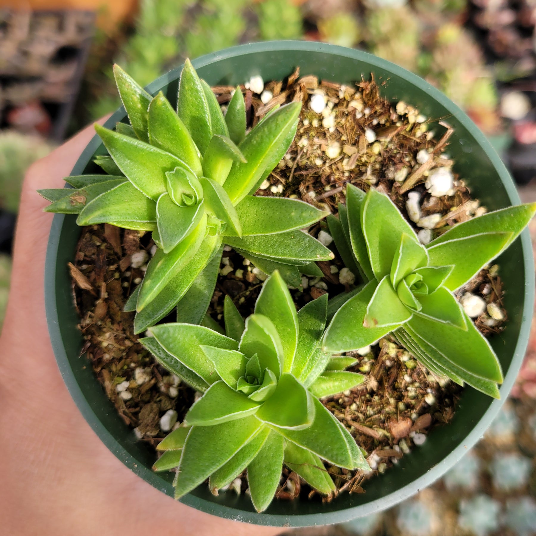 Crassula capitella 'Campfire'