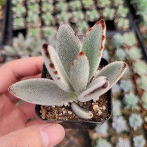 Kalanchoe tomentosa - Panda Plant, Donkey Ears - Succulents Depot