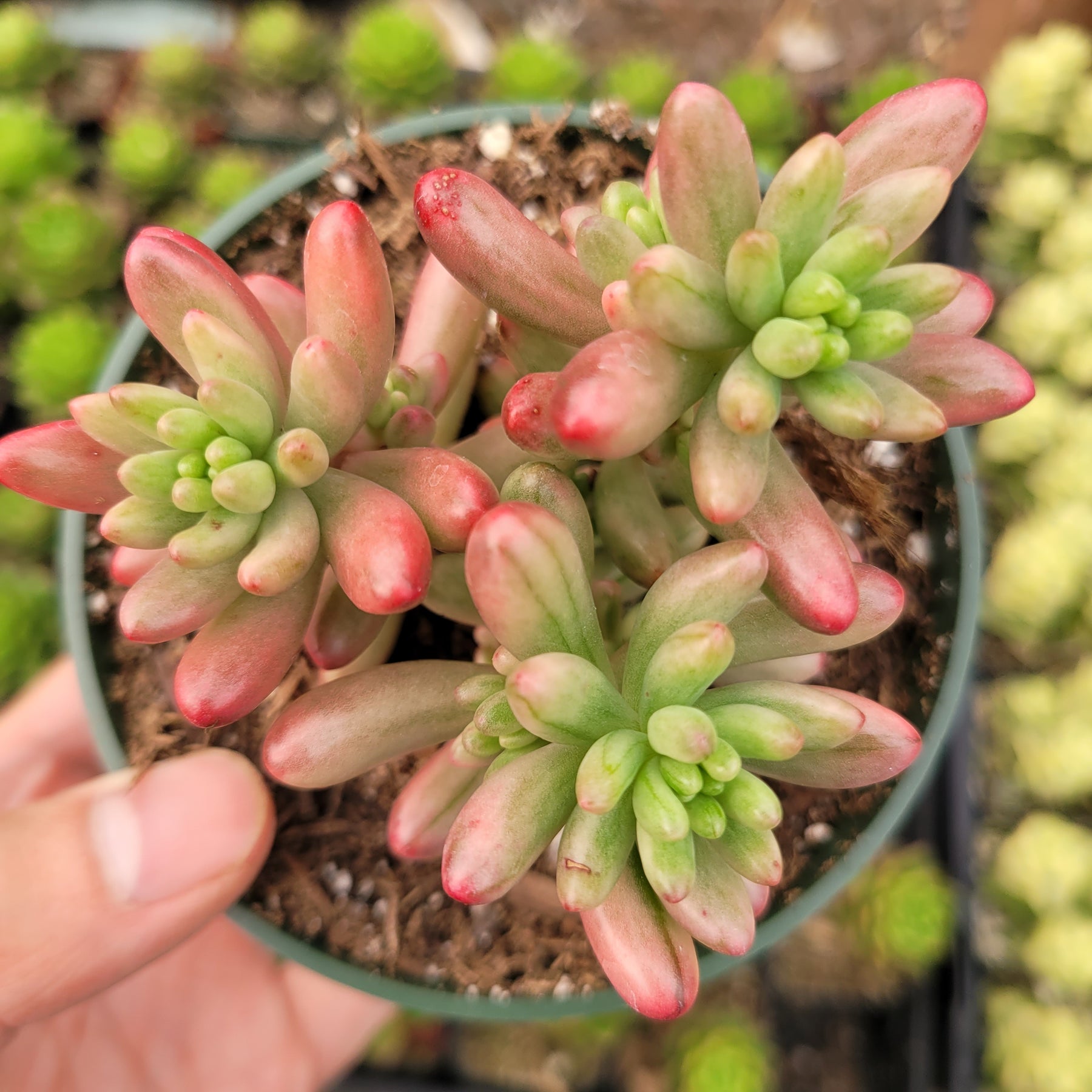 Sedum rubrotinctum 'Aurora' Pink Jelly Bean - Succulents Depot