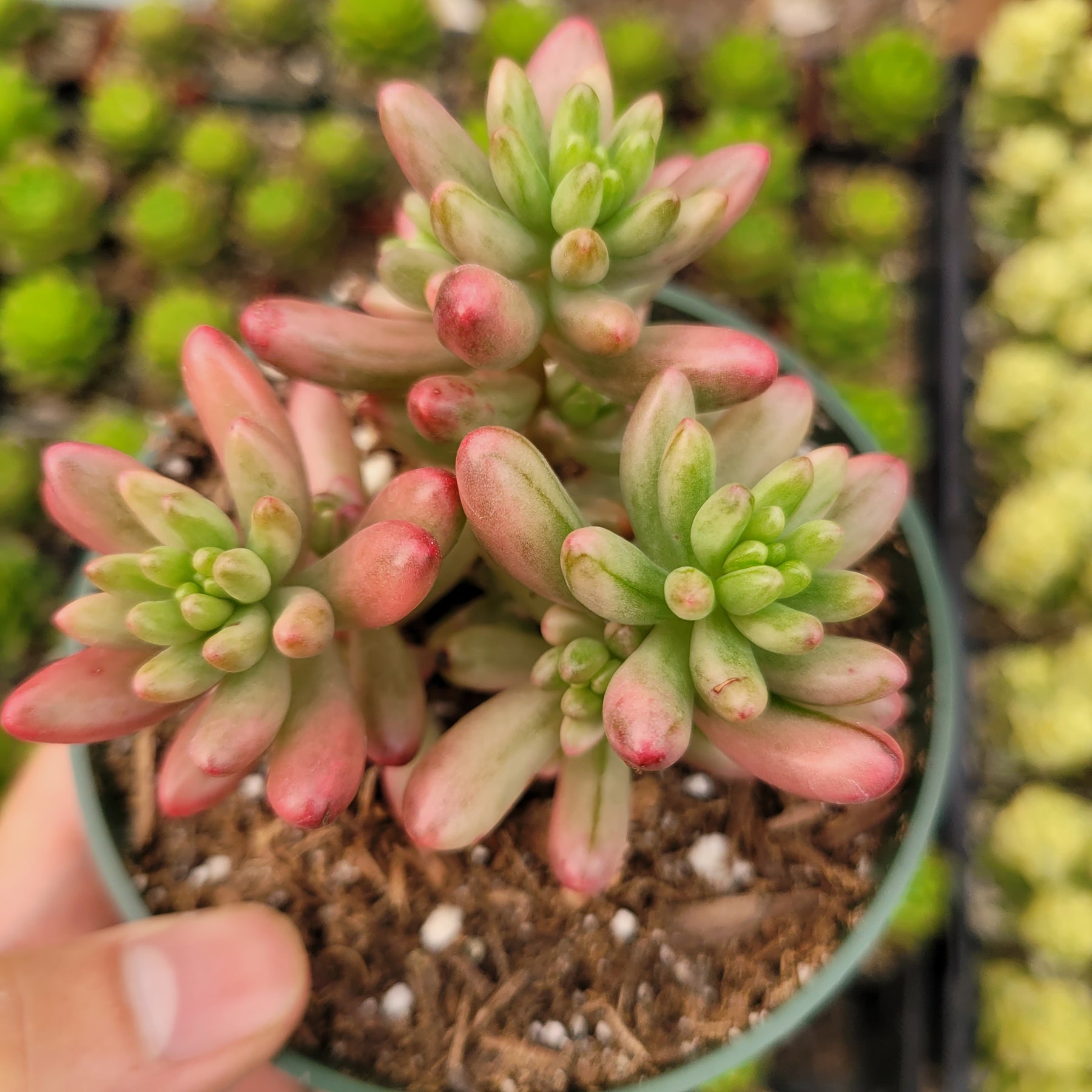 Sedum rubrotinctum 'Aurora' Pink Jelly Bean - Succulents Depot