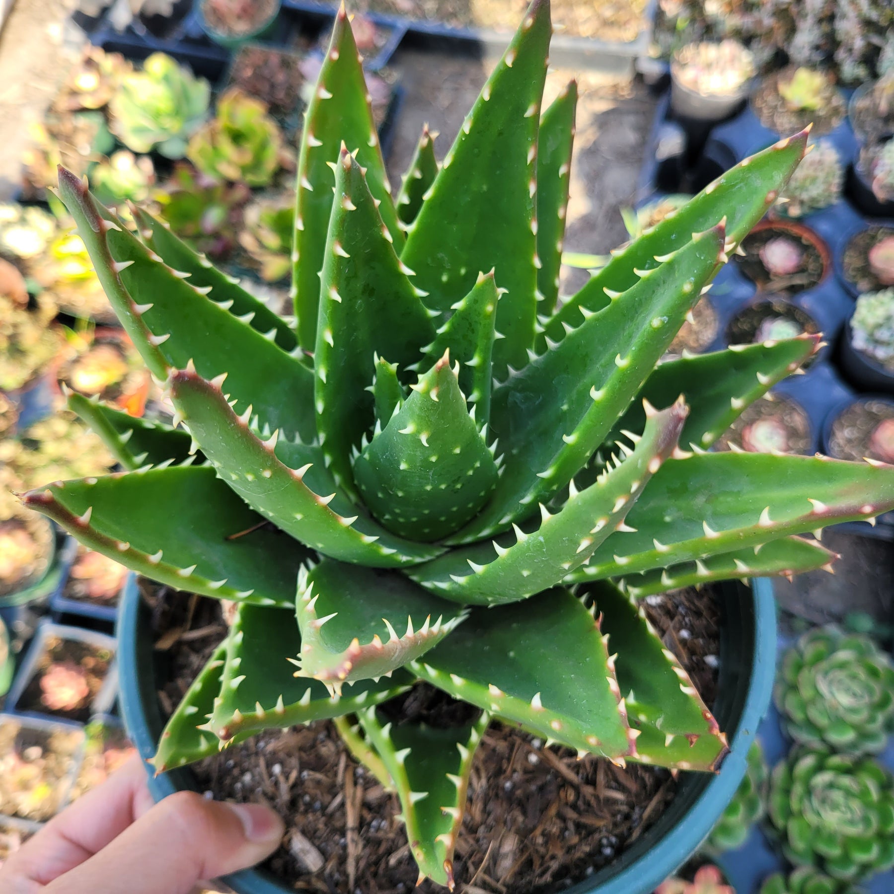 Aloe perfoliata - Mitre Aloe, Rubble Aloe