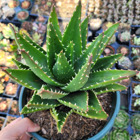 Aloe perfoliata - Mitre Aloe, Rubble Aloe