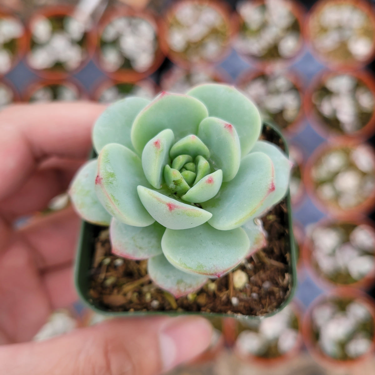 Echeveria 'Vanilla Bees' in square pot, hand-held.