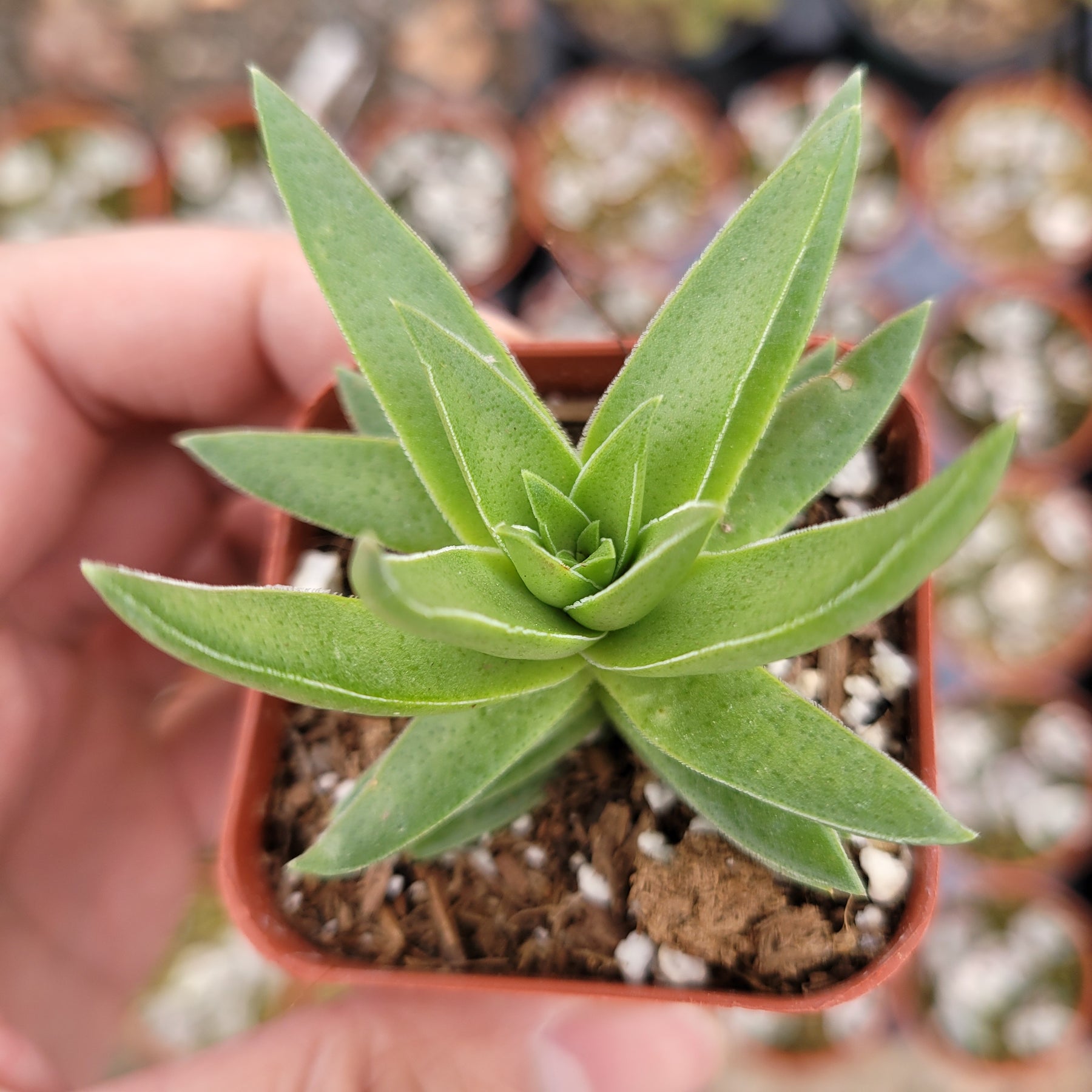 Crassula capitella 'Campfire'