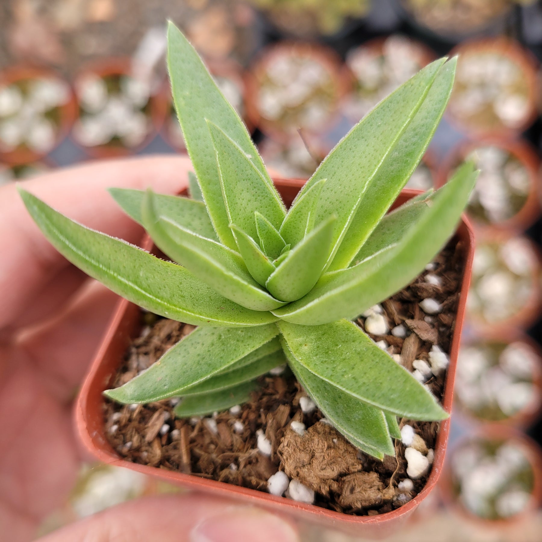 Crassula capitella 'Campfire'