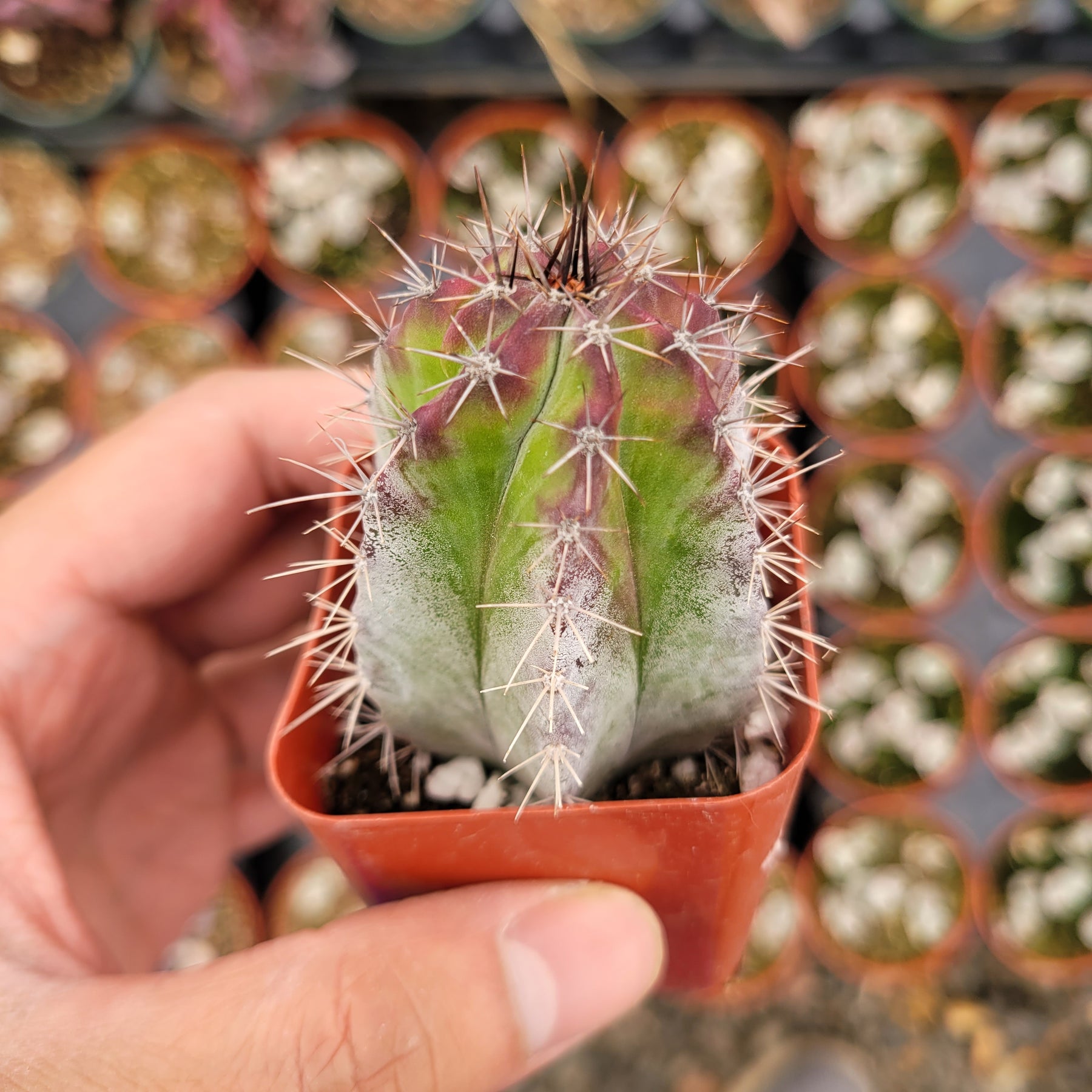 Stenocereus pruinosus - Gray Ghost Organ Pipe