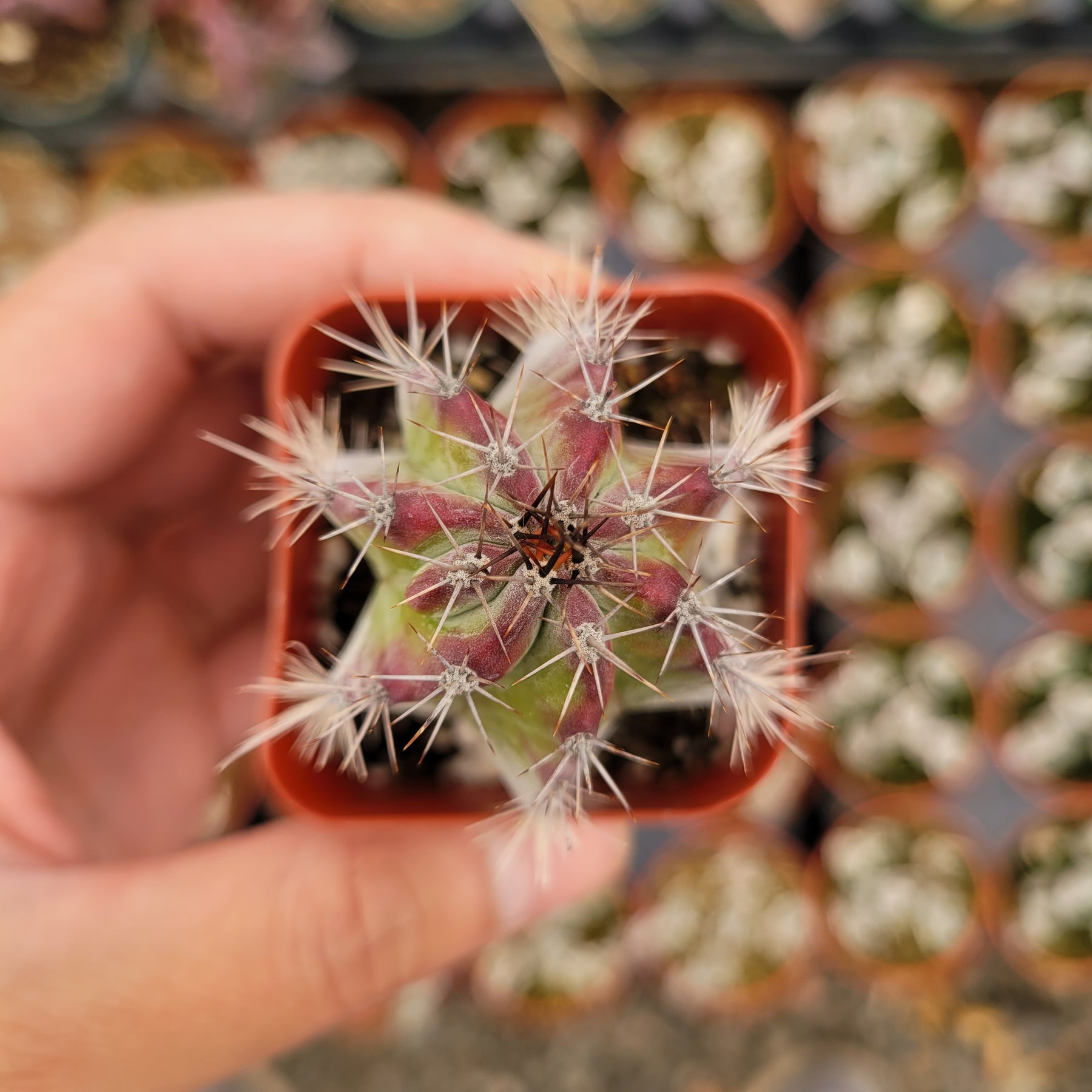 Stenocereus pruinosus - Gray Ghost Organ Pipe