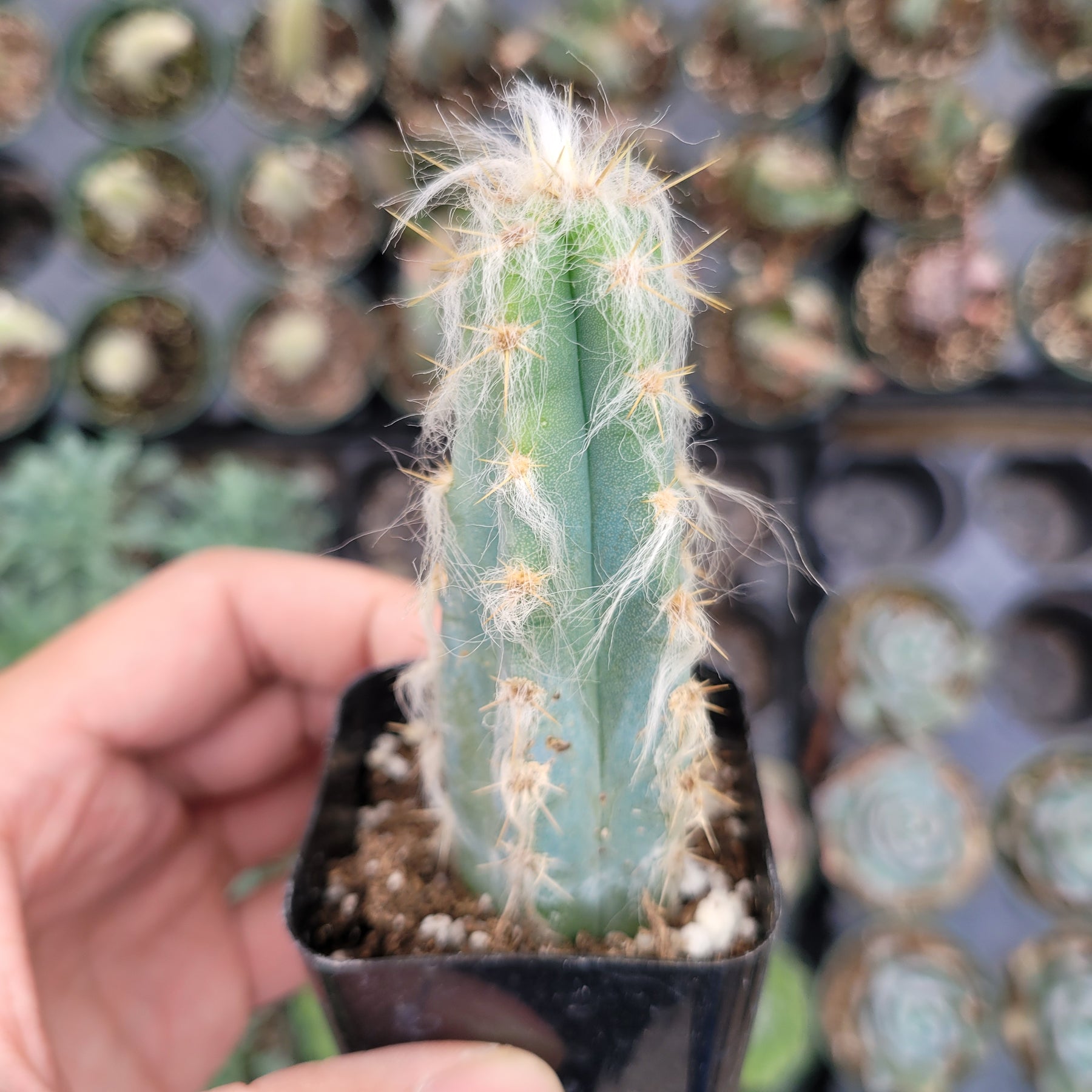 Pilosocereus cephalocereus palmeri