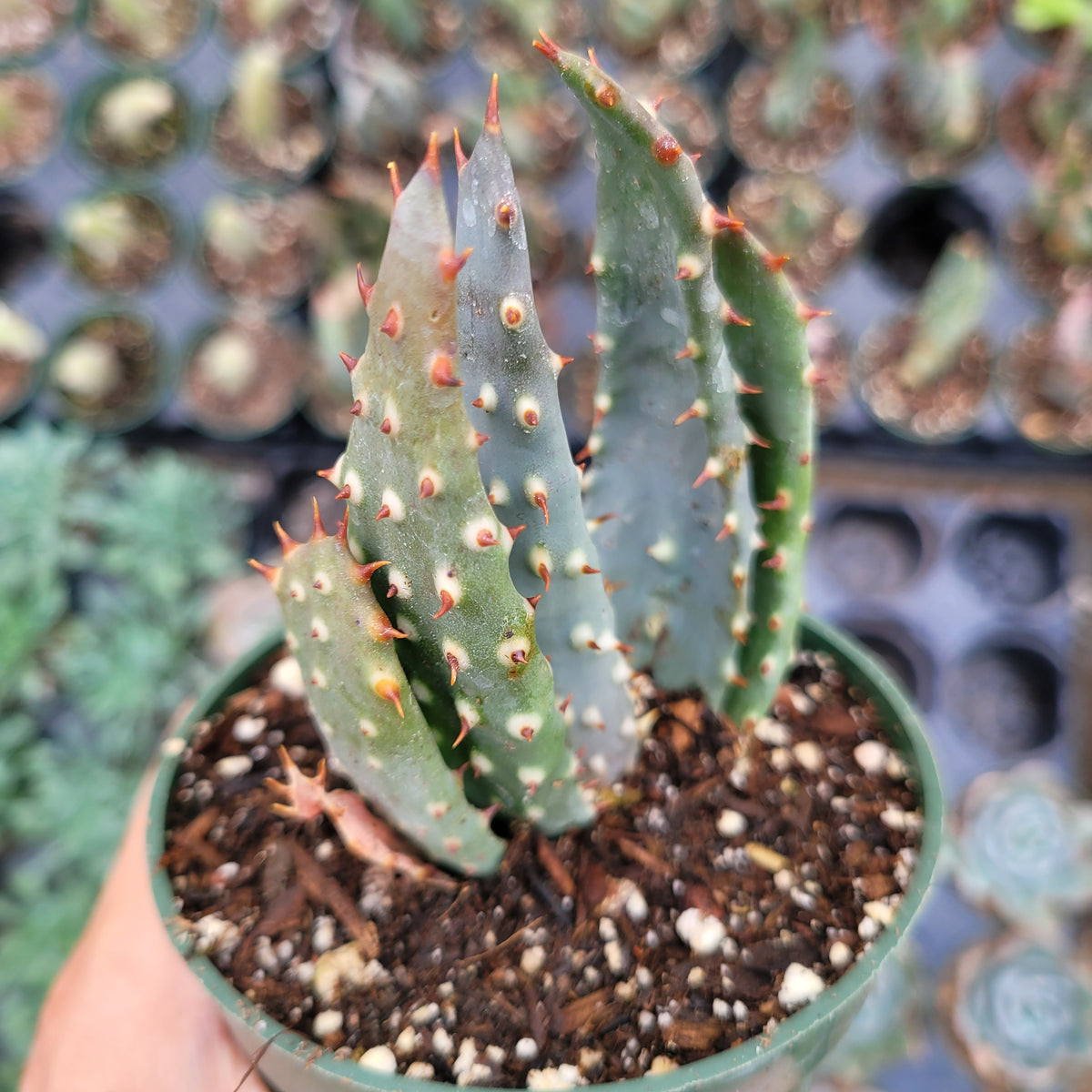 Aloe ferox 'Cape Aloe' potted succulent with spiny leaves.