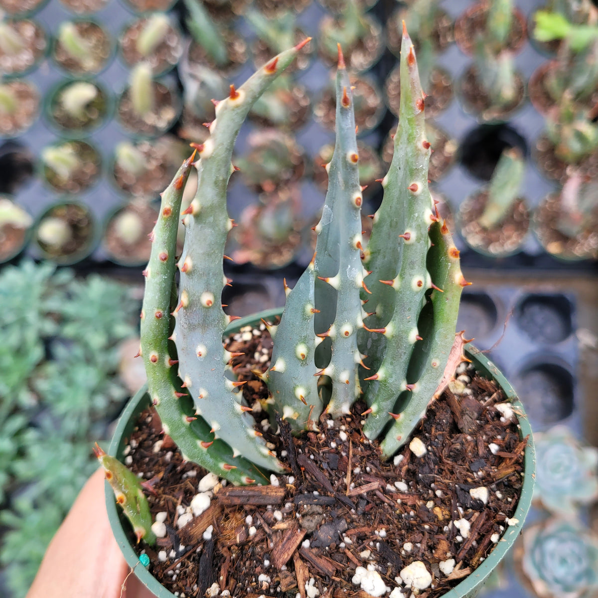 Aloe ferox 'Cape Aloe' seedling in nursery pot.