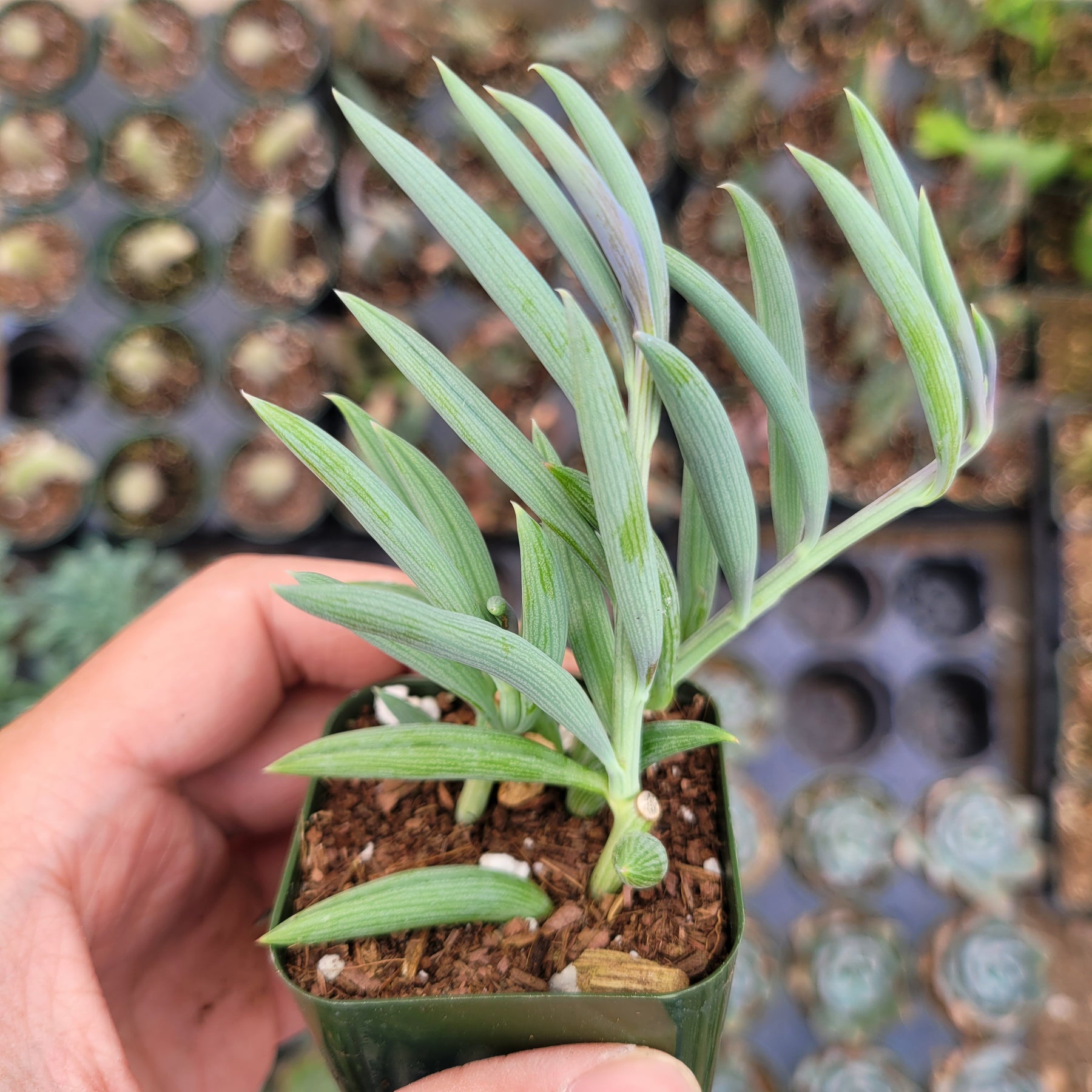 Senecio radicans Hybrid 'Fish Hooks' - Succulents Depot