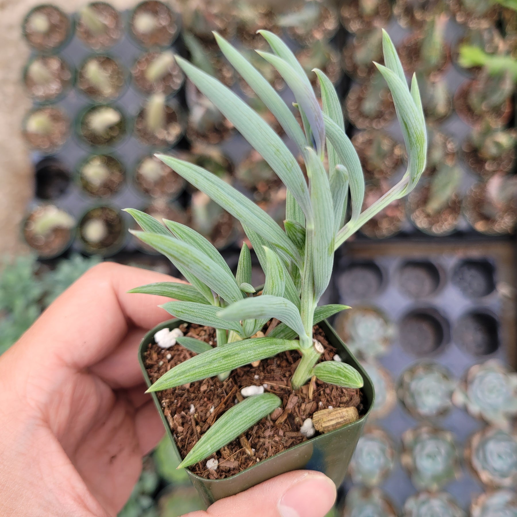 Senecio radicans Hybrid 'Fish Hooks' - Succulents Depot