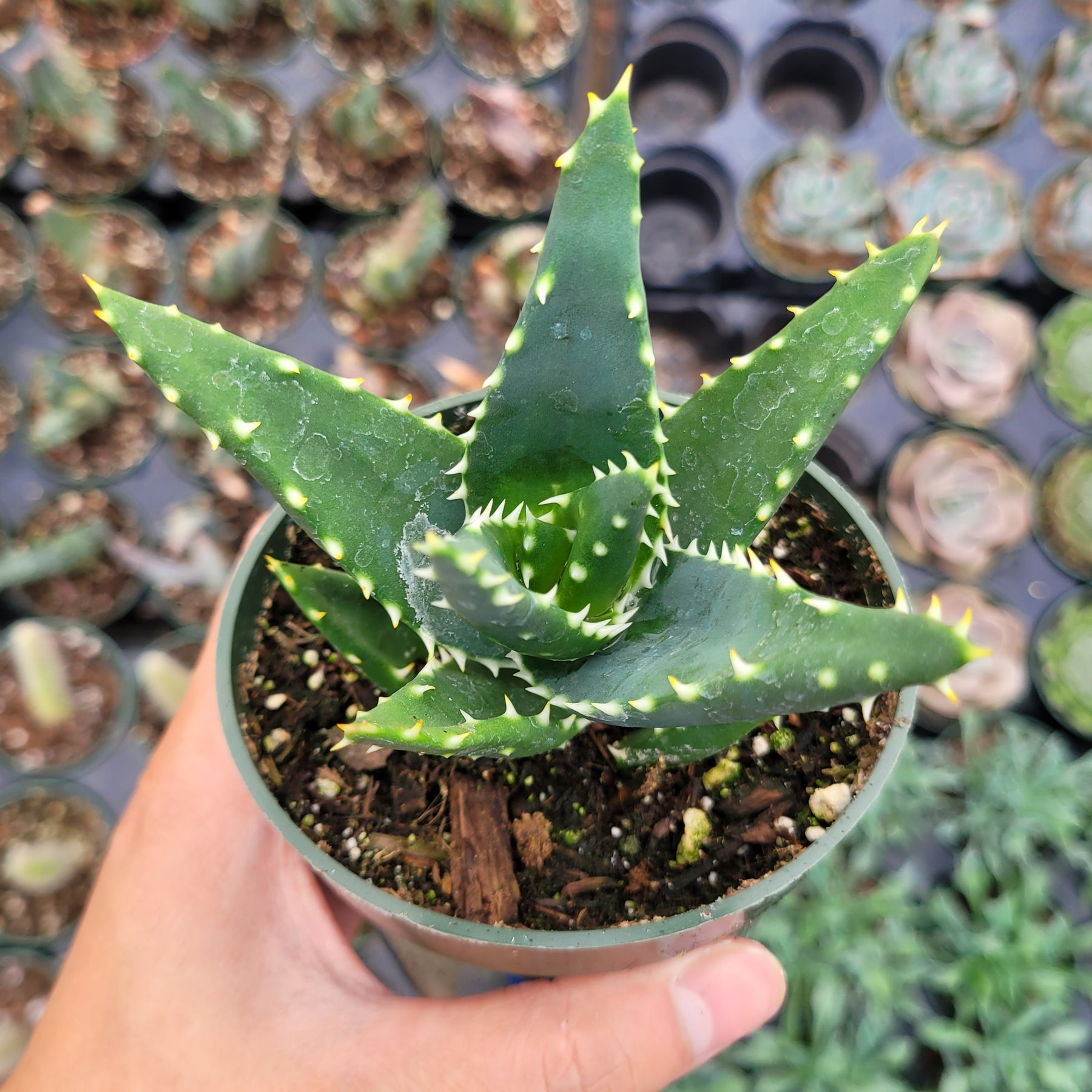 Aloe distans 'Gold teeth'