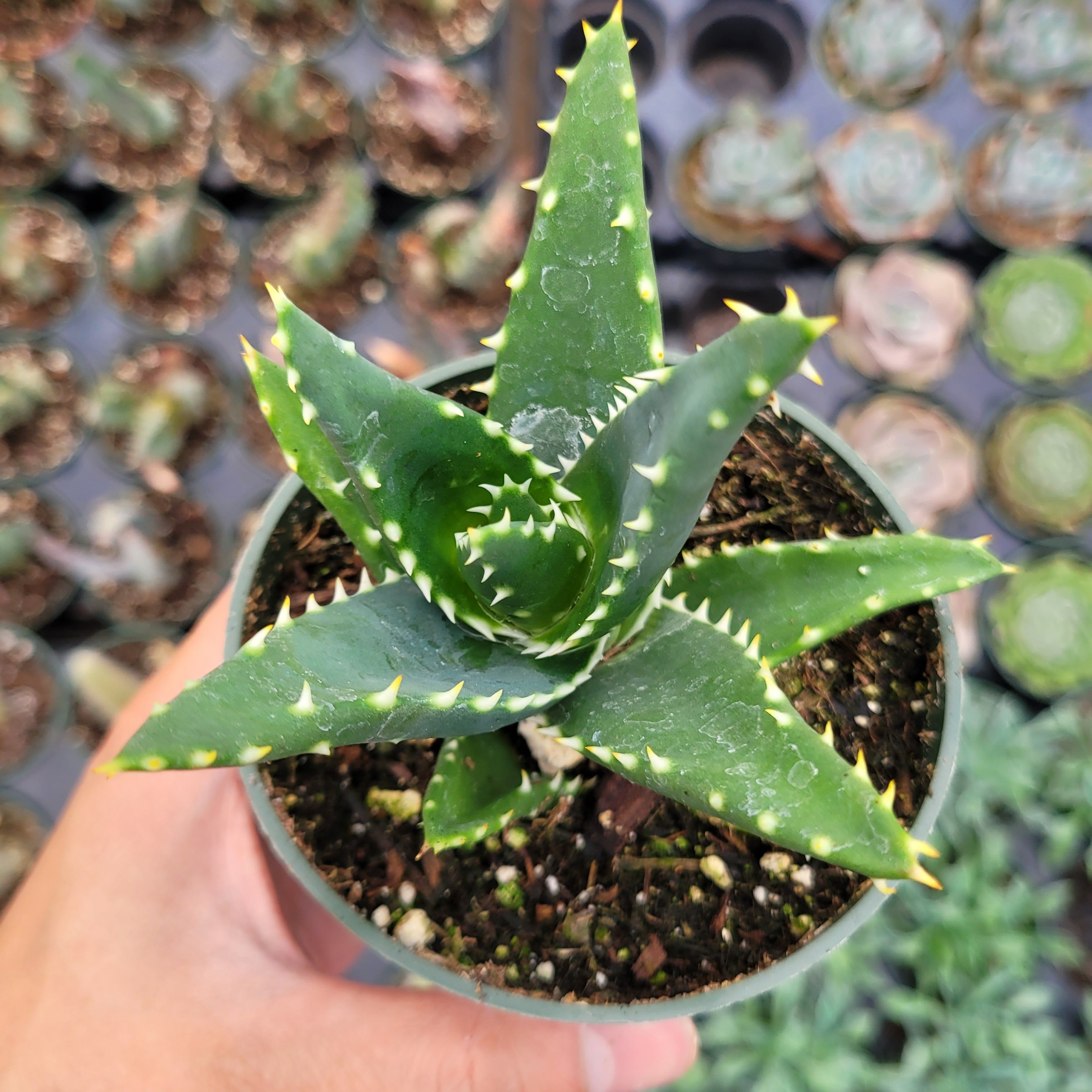 Aloe distans 'Gold teeth' 4 Inch