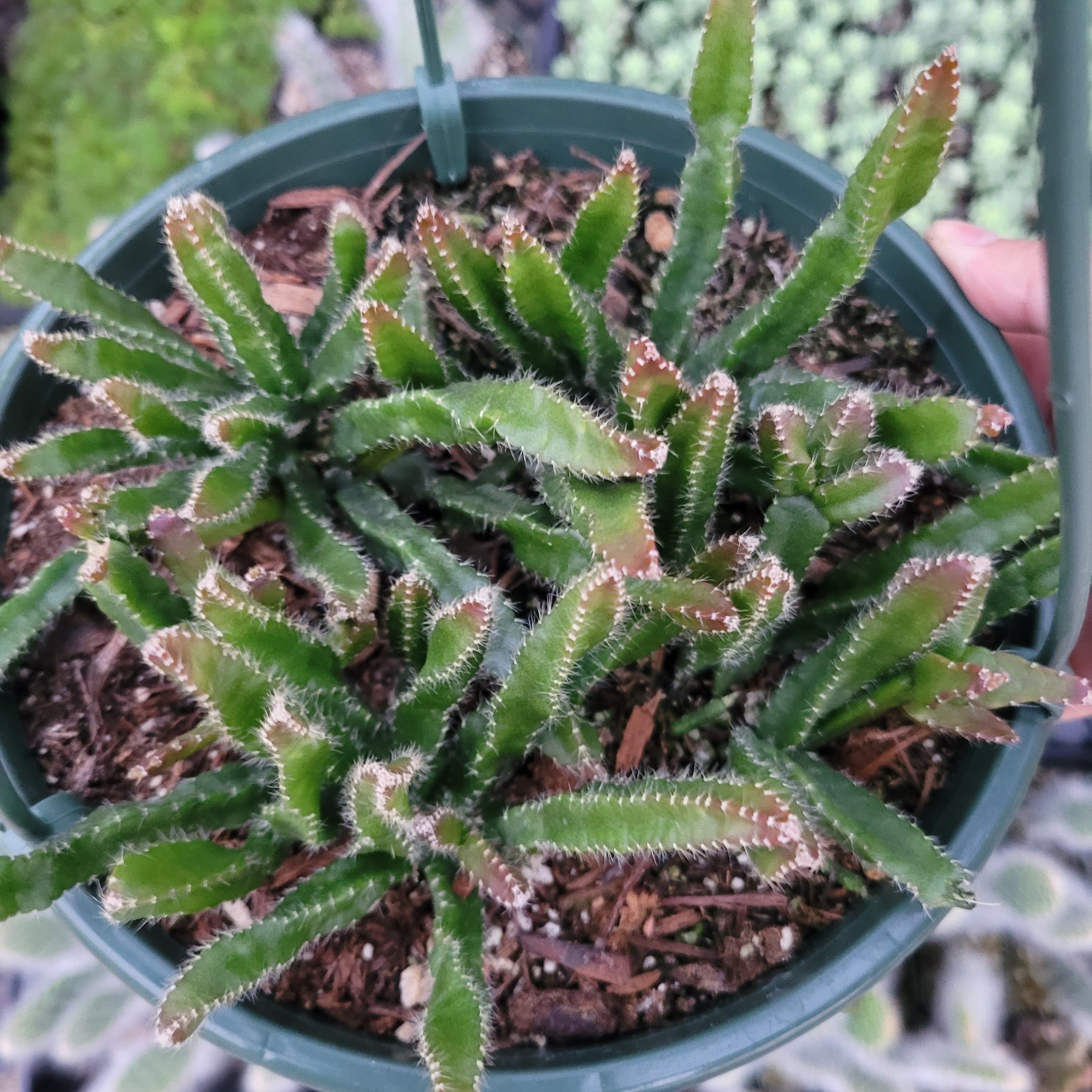 Rhipsalis Cereoides - Succulents Depot