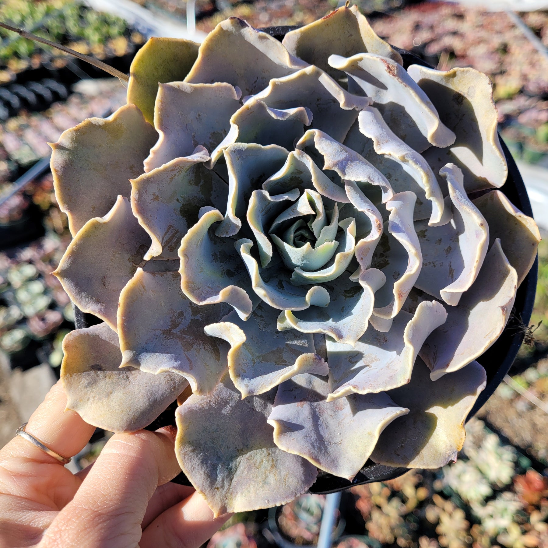 Echeveria shaviana 'Pink Frills'
