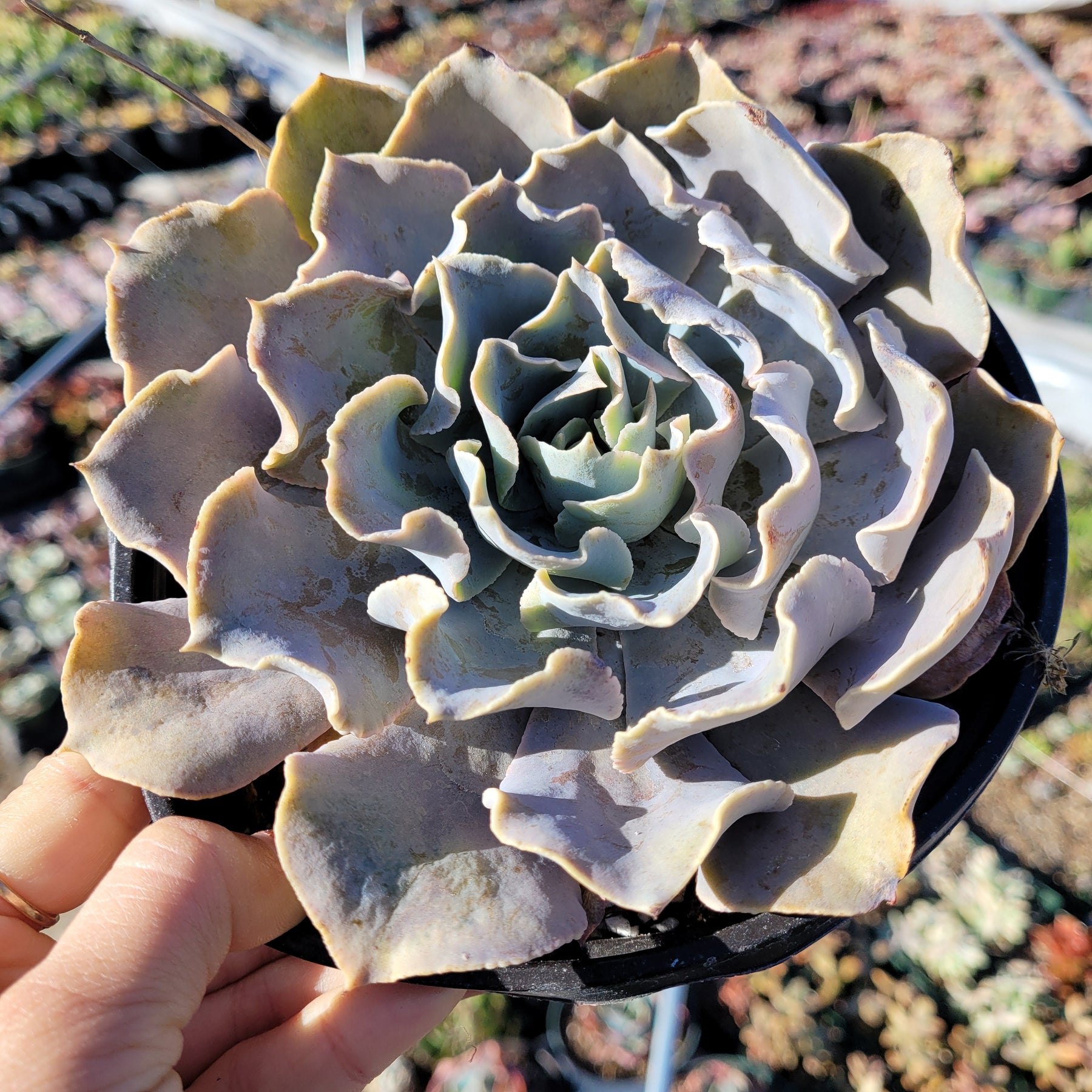 Echeveria shaviana 'Pink Frills'