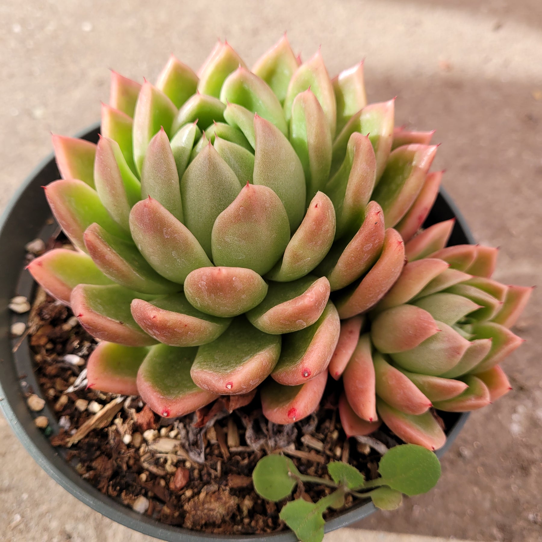 Echeveria agavoides 'Gilva'