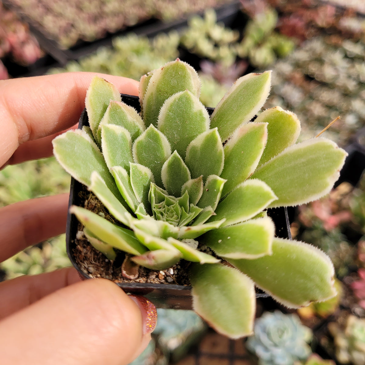 Aeonium 'Emerald Ice' rosette in hand, green, fuzzy-edged succulent.