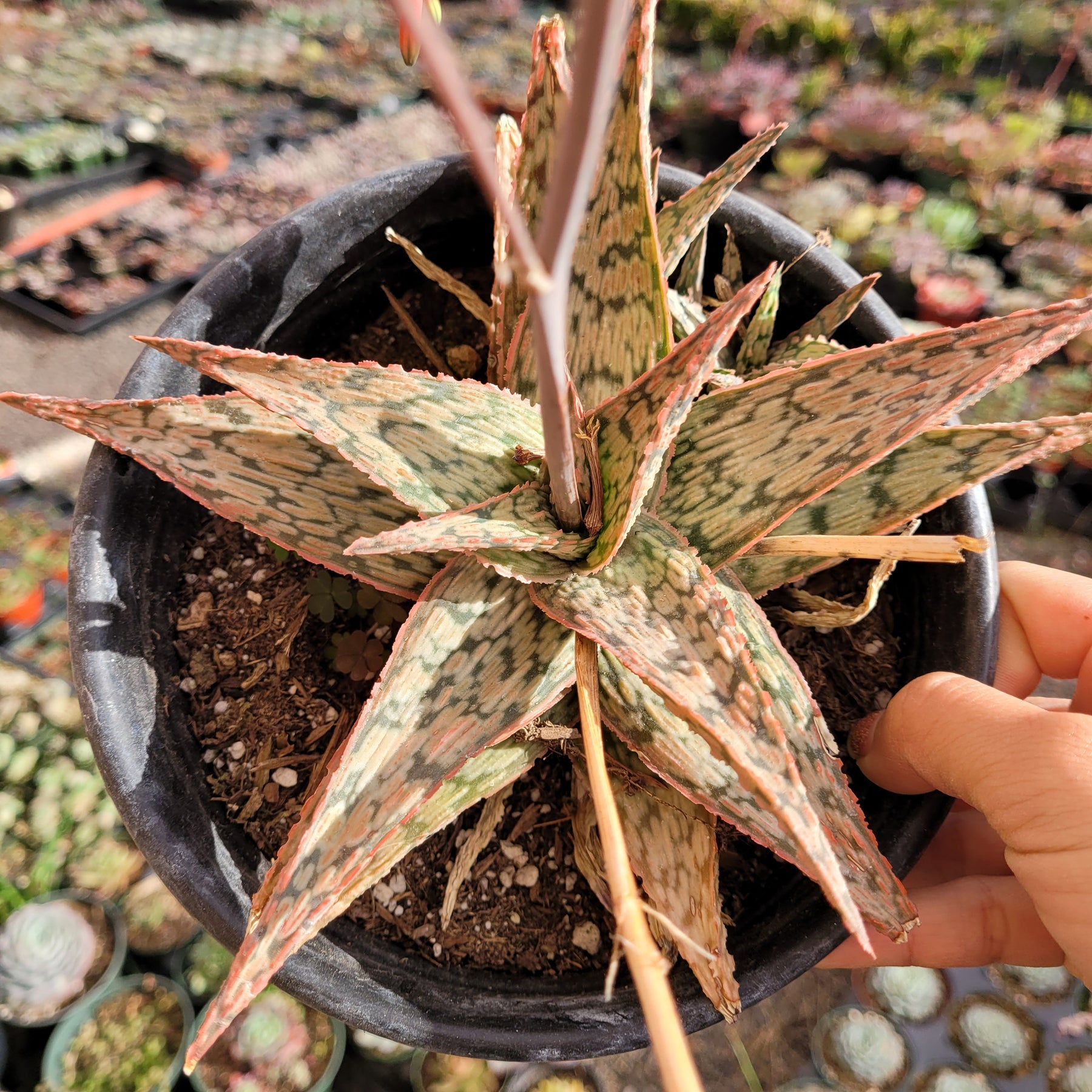 Aloe 'Pink Blush' - Succulents Depot