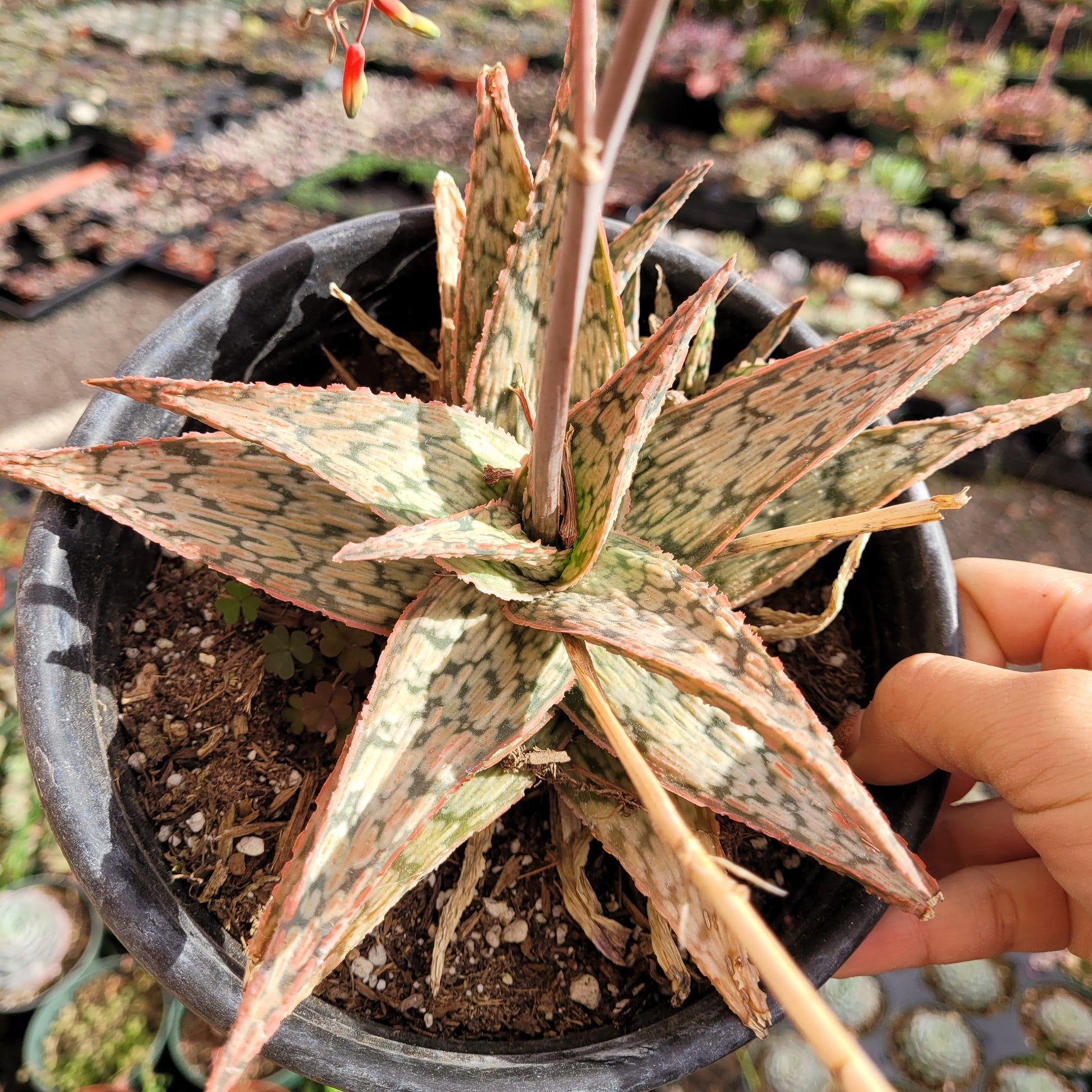 Aloe 'Pink Blush' - Succulents Depot