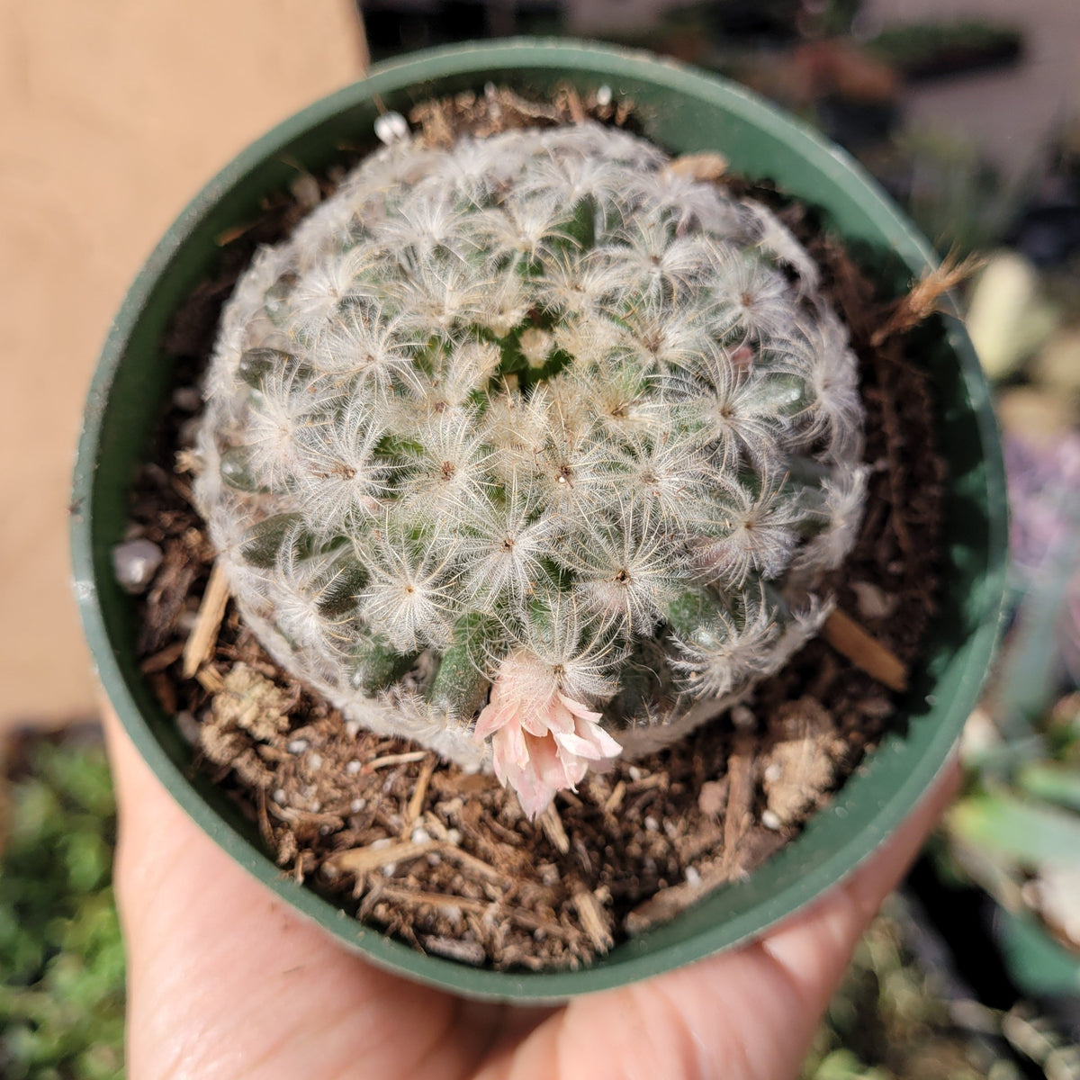 Mammillaria plumosa 'Feather Cactus' with white spines and pink bloom.
