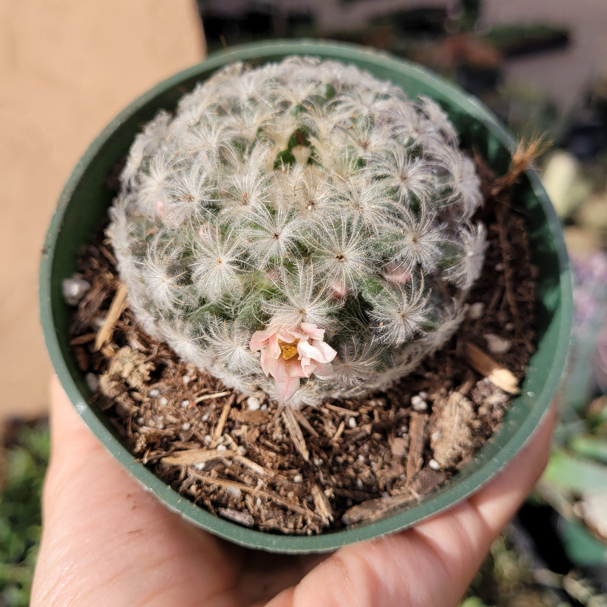 Mammillaria plumosa 'Feather Cactus' with pink blossom.