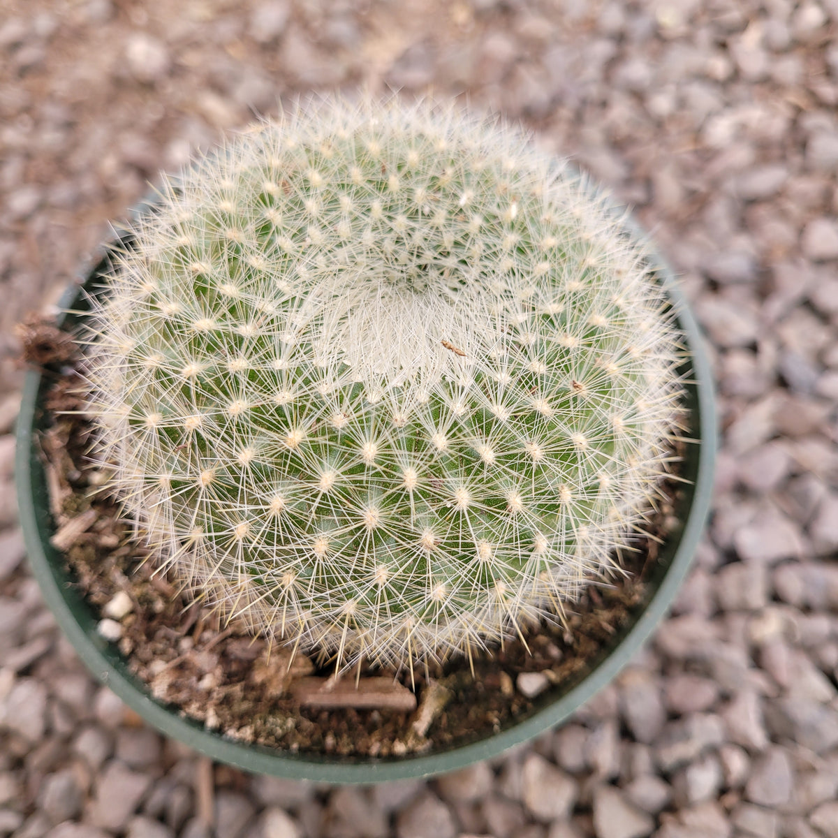 Parodia haselbergii 'Scarlet Ball Cactus' in nursery pot.