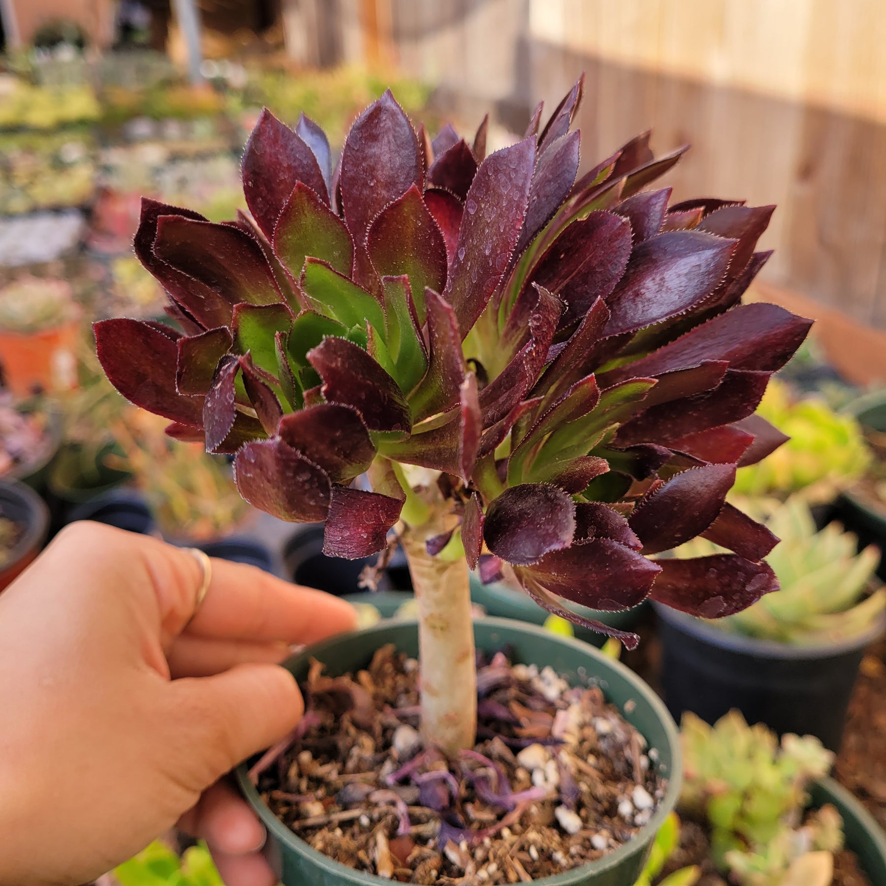 Aeonium 'Firecracker' - Succulents Depot