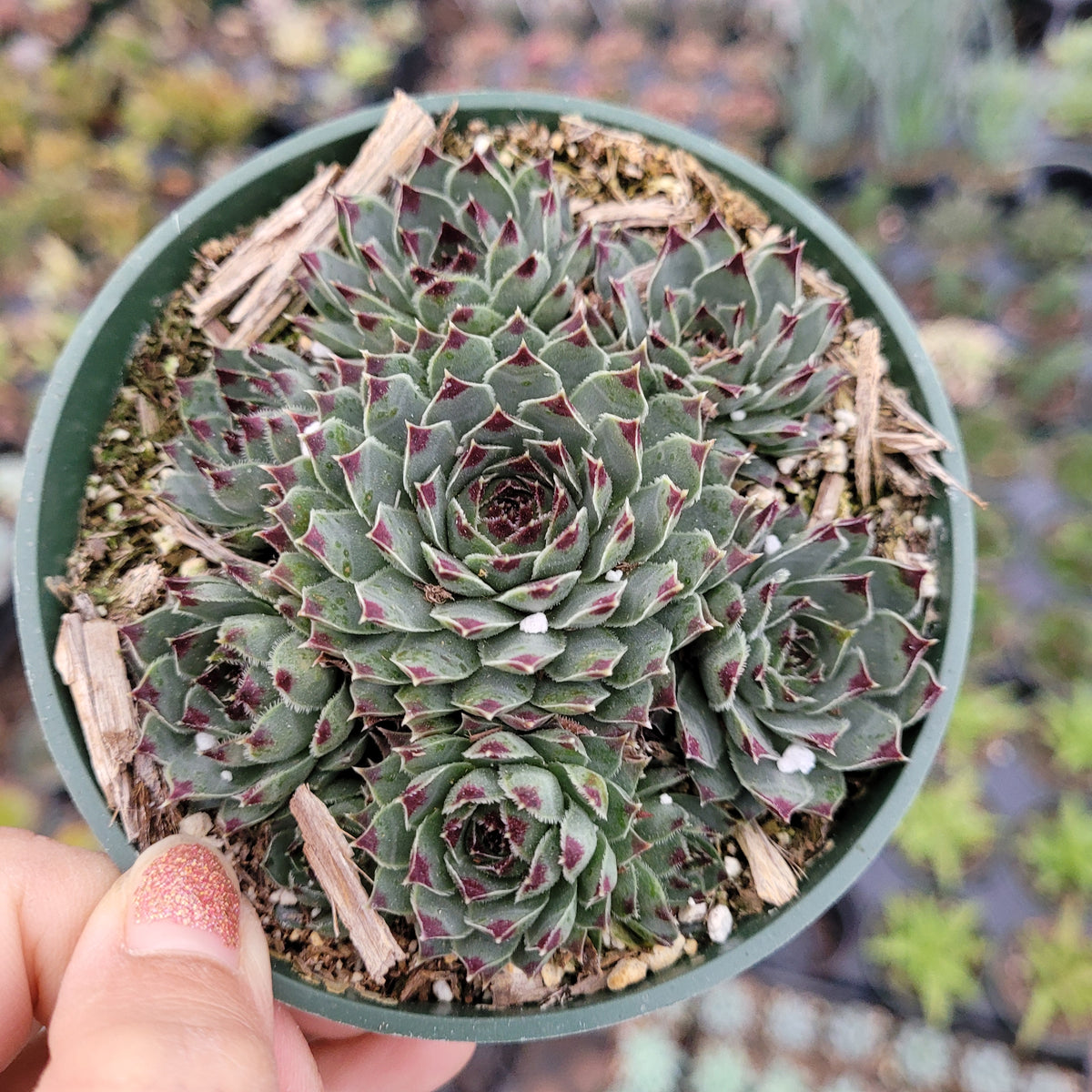 Sempervivum calcareum 'Greenii' in nursery pot with offsets.