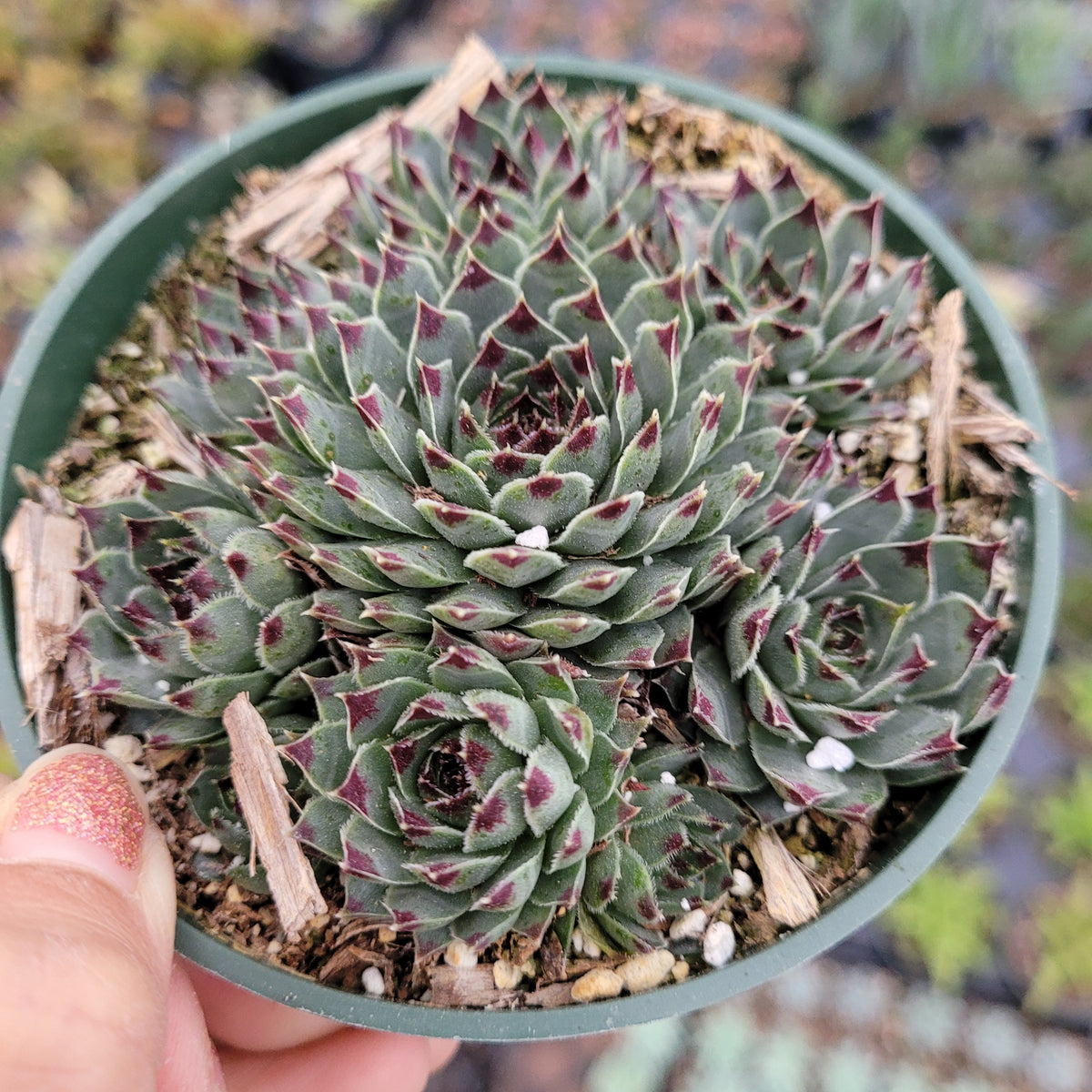 Sempervivum calcareum 'Greenii' in a small green pot.