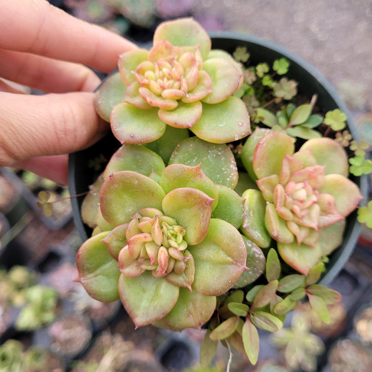 Sedeveria Rolly succulents in a small black nursery pot.
