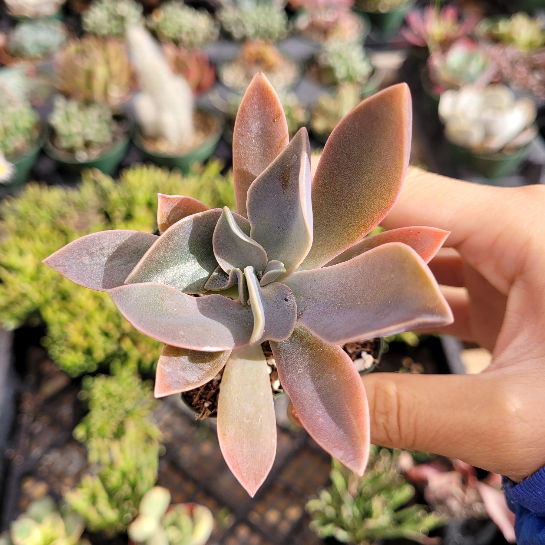 Graptoveria 'Fred Ives' - Succulents Depot