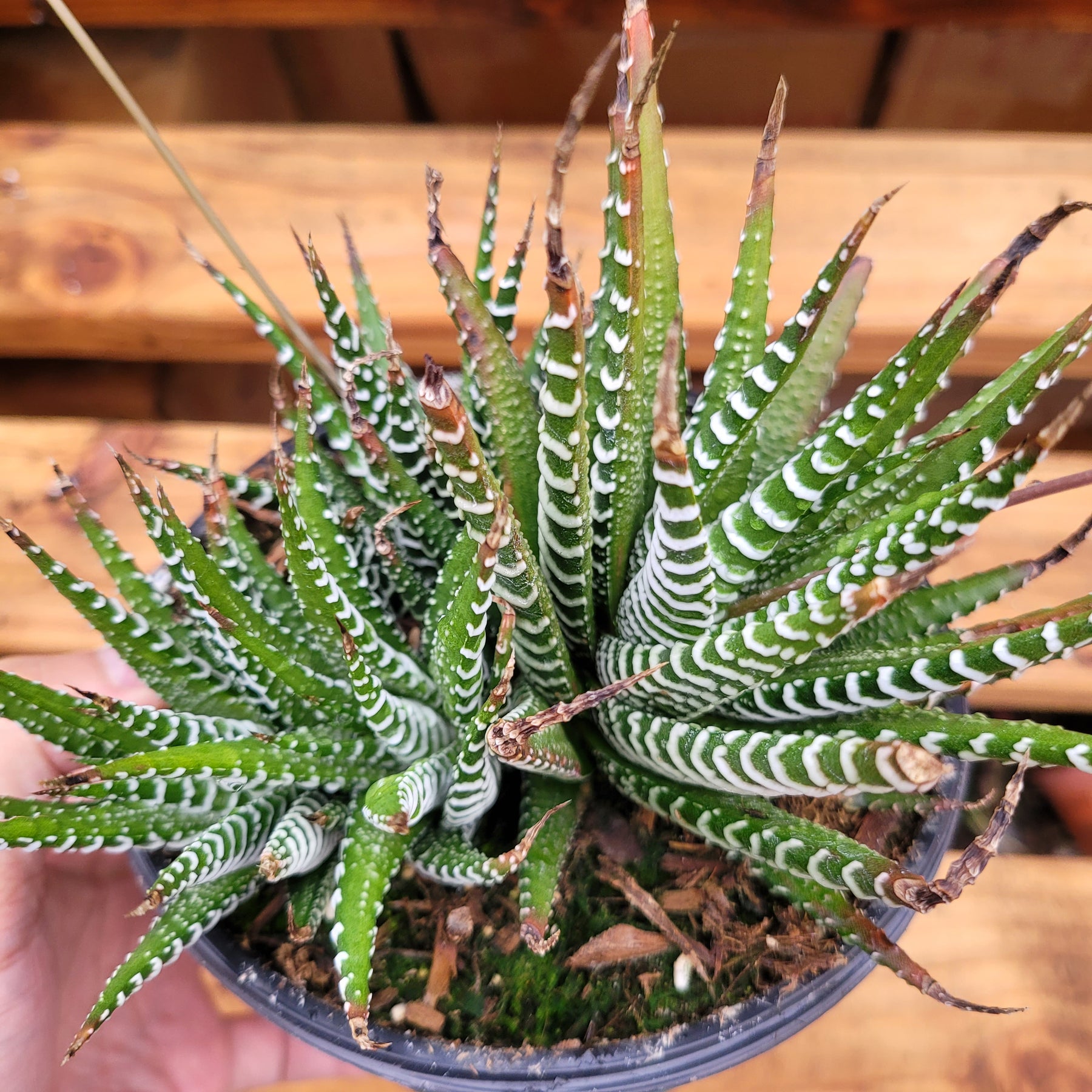 Haworthia fasciata - Zebra Plant