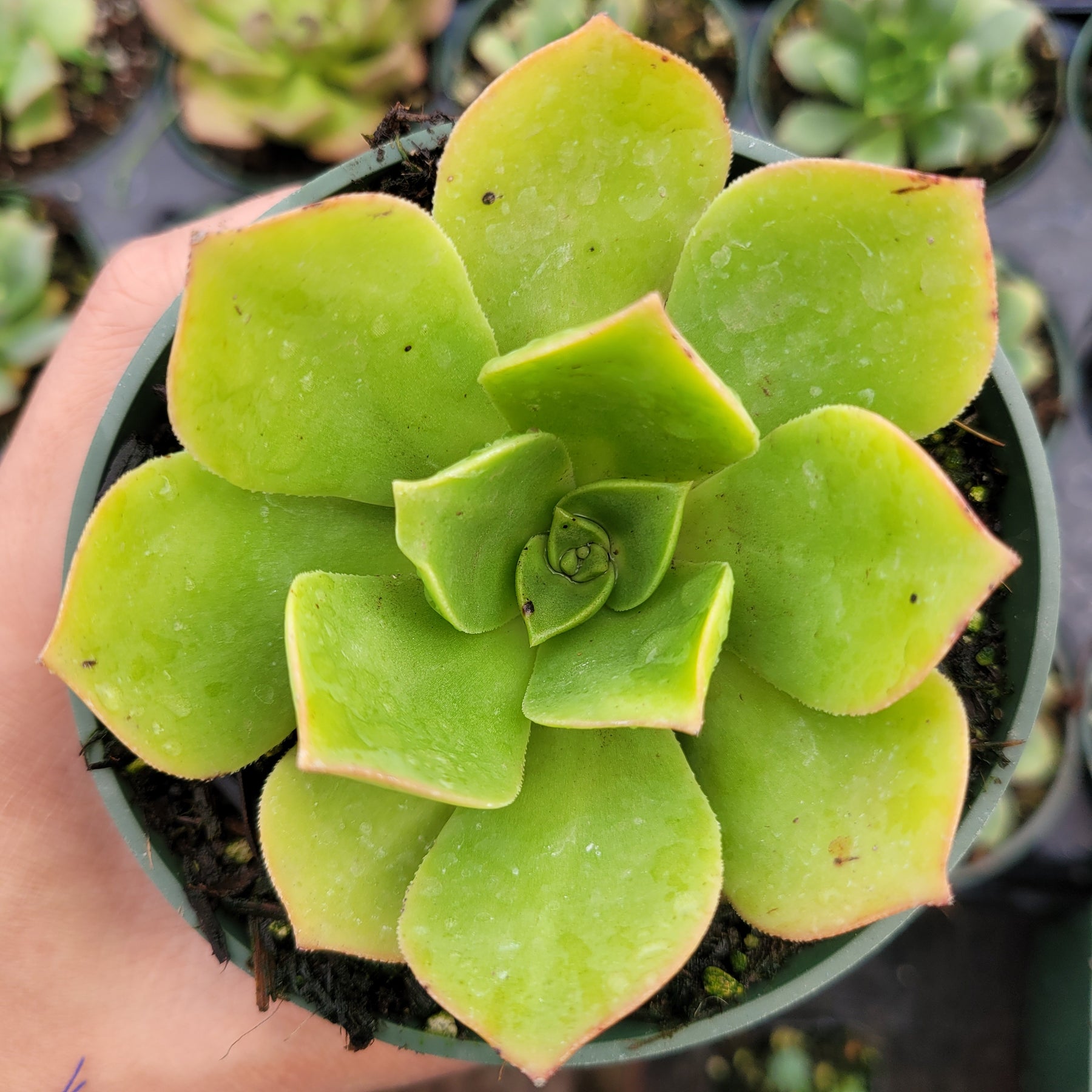 Aeonium urbicum ‘Salad Bowl’