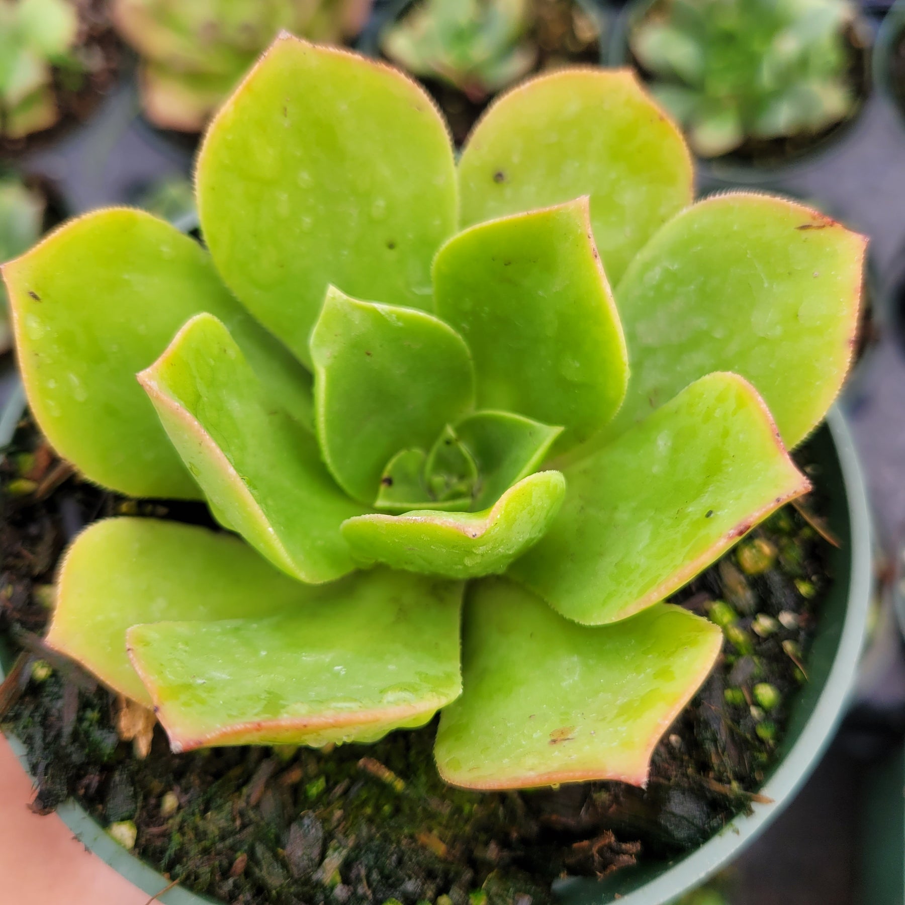 Aeonium urbicum ‘Salad Bowl’